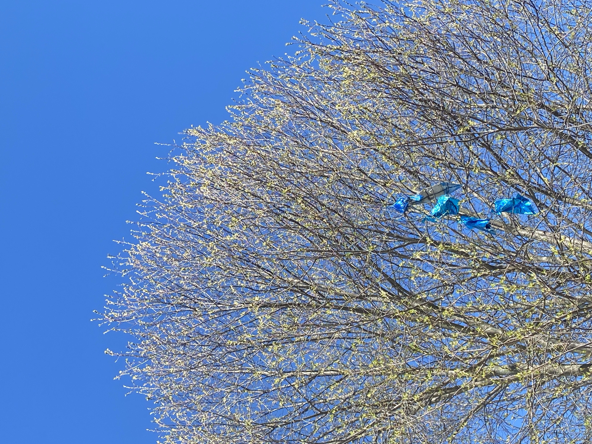 The image shows the crown of a tree with new leaves against a clear blue sky. There are several bright blue plastic bags caught in the branches of the tree. The location is not specified.