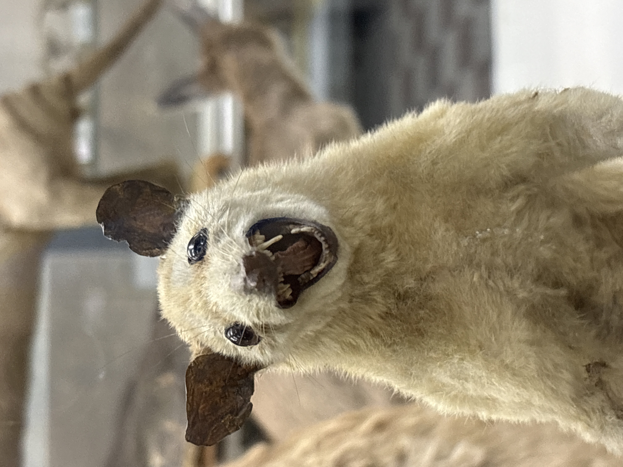 The image is a close-up of a taxidermied animal, possibly a rodent or small mammal, with its mouth wide open, revealing sharp teeth. The animal has light brown fur, dark eyes, and large, dark ears. It appears to be positioned in a display case or exhibit. The background is blurred and out of focus, suggesting it might be in a museum or similar institution. There are no visible people or specific urban landmarks to indicate a location in Saint Petersburg, Russia. The focus is entirely on the taxidermied specimen.