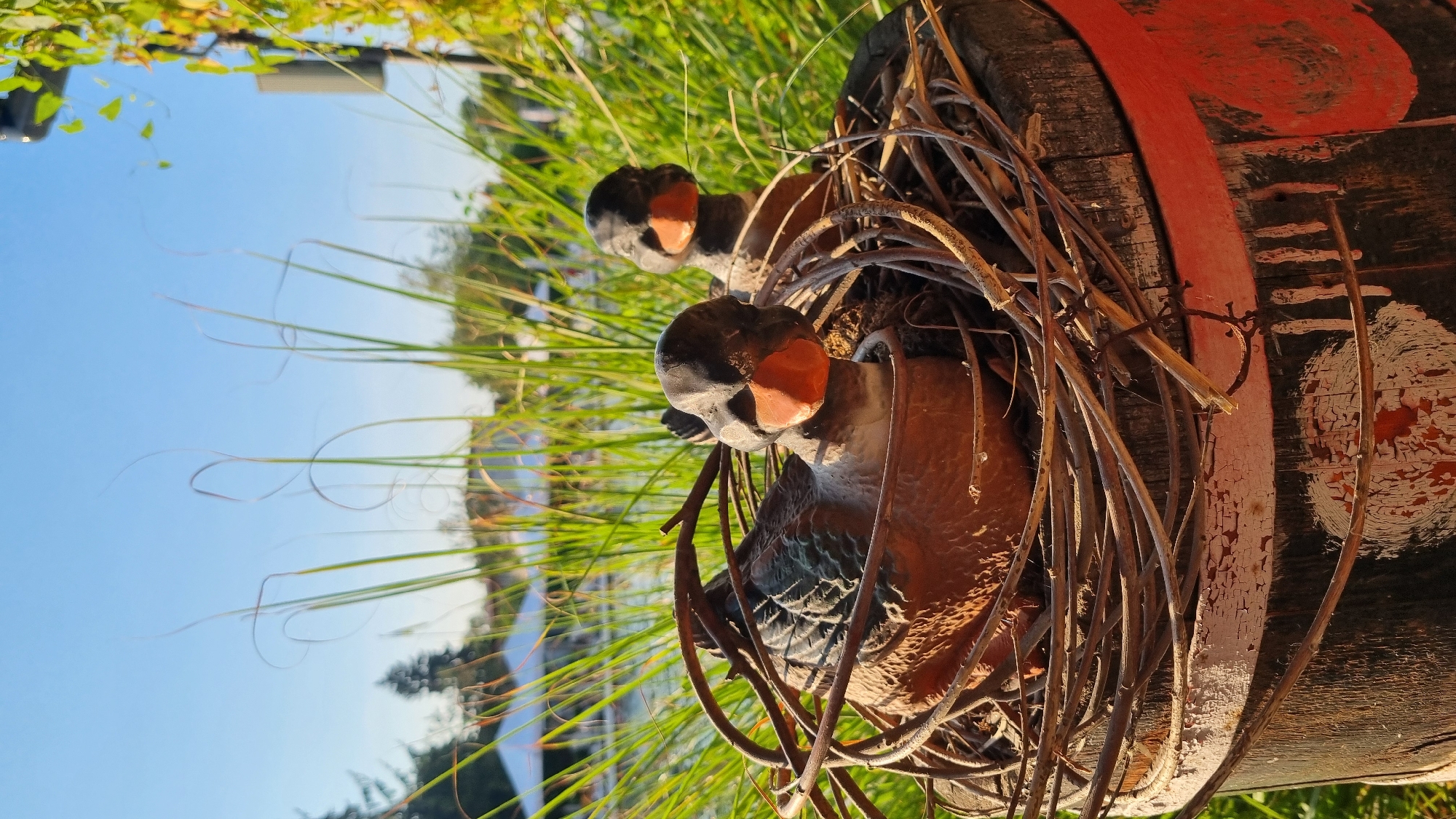 The image captures a close-up view of a rustic wooden barrel, serving as a planter, adorned with a nest of twigs. Nestled within the twigs are two decorative duck figures, their orange beaks and dark heads contrasting with their earthy-toned bodies. The barrel itself shows signs of age, with chipped red and white paint and visible wood grain. The background is a blur of green foliage, tall grass, and a clear blue sky, suggesting an outdoor setting, possibly a garden or park. In the distance, faint shapes of structures and trees are visible. The lighting indicates it is either early morning or late afternoon, with the sun casting a warm glow on the scene. This scene is located in the city of Berehove, Ukraine.