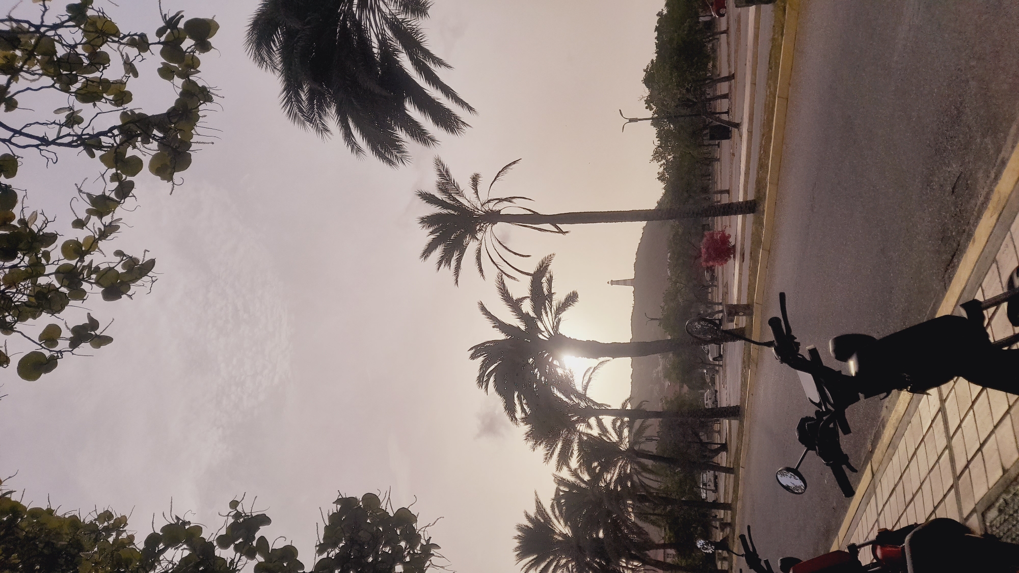 The image captures a scene in the city of Pedro González, Venezuela, likely during dusk or dawn given the soft, diffused light and hazy sky. In the foreground, the silhouettes of two motorbikes are visible, parked on a patterned sidewalk adjacent to a paved road. One motorbike, in the immediate foreground, is mostly obscured by shadow, showing only its handlebars, mirrors, and part of its seat. The second motorbike, to the left and slightly behind, is also silhouetted, with a red section visible on its body.
Beyond the sidewalk and road, a park-like area is lined with palm trees, their fronds casting shadows. In the middle ground, cars are parked along the side of the road, and scattered trees create a natural backdrop. A striking, small tree with bright red foliage stands out amidst the greener vegetation. Further in the distance, a lighthouse is perched atop a hill, a prominent landmark against the pale, overcast sky. The overall atmosphere is serene and somewhat melancholic, with the natural elements of palm trees and a distant lighthouse dominating the horizon.
