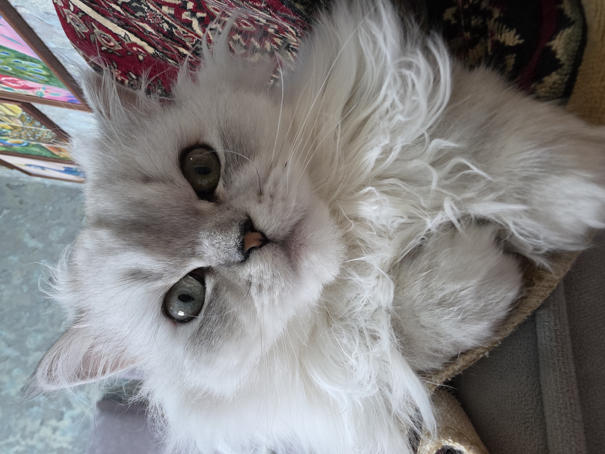 The image shows a close-up of a fluffy, white Persian cat with green eyes. The cat is looking directly at the camera with a slightly intense expression. Its fur is long and appears soft. The background is blurred, but shows a wall with framed artwork and a patterned fabric, possibly upholstery or a rug. The lighting suggests an indoor setting, likely a home. There is no discernible location in the city of Novocheboksarsk, Russia.