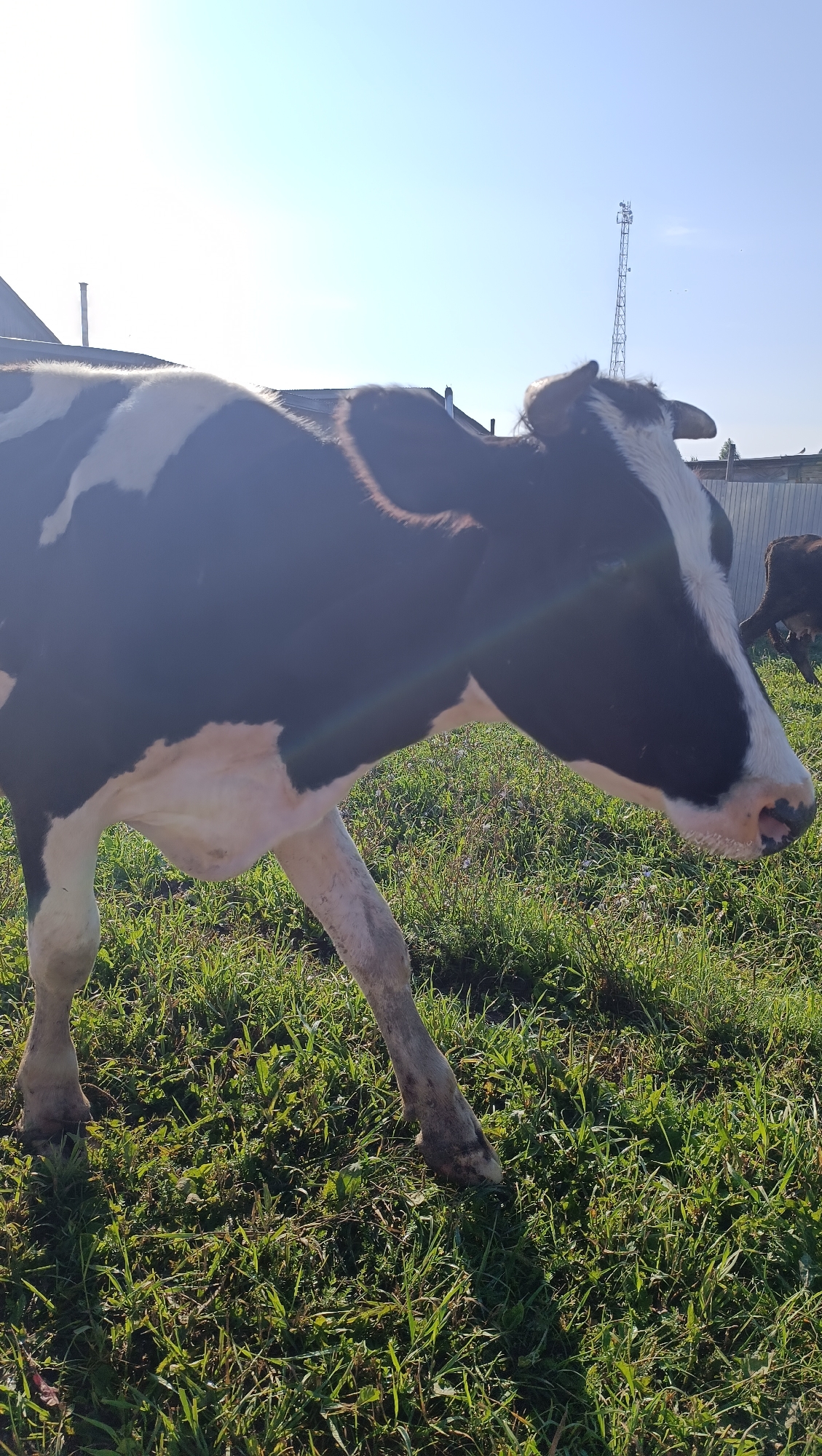 This is a medium shot, taken outdoors in Karsha, Russia, on a clear, sunny day. A black and white cow stands in a grassy field, facing right. The cow's head is lowered as if grazing. In the background, a tall cell tower is visible against the blue sky, along with a simple wooden fence and some buildings. The grass is green and appears to be of medium height, with some scattered patches of dried leaves. The light is bright, casting a slight lens flare across the image. No people are present in the scene.