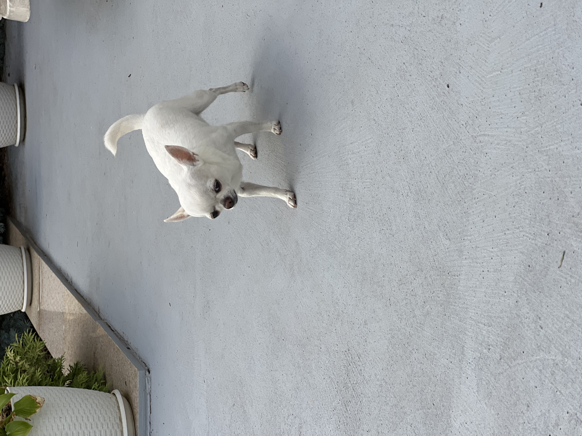 A small, white Chihuahua dog stands on a light gray concrete surface. The dog is facing to the left, with its head turned slightly towards the camera. Its ears are pointed upwards, and its tail is curved upwards. The dog's body is lean, and its legs are slender. The concrete surface appears to be an outdoor patio or walkway, with a slight texture visible. In the background, to the upper left, are some green plants in a white pot and another white pot. The scene is lit by natural light, casting a shadow to the right of the dog. This image was taken in Fontanka, Ukraine.