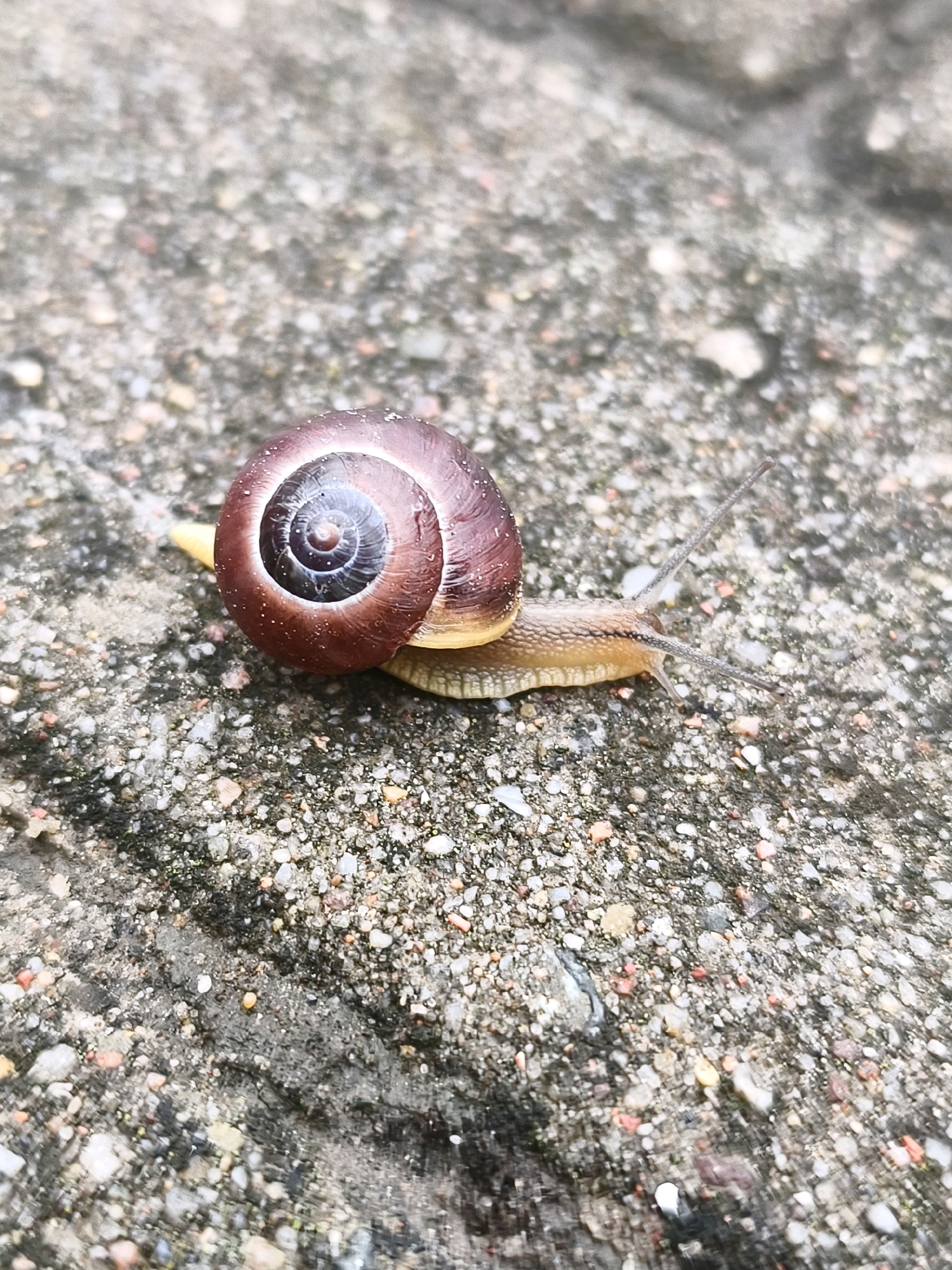 A close-up, eye-level shot shows a snail moving across a rough, speckled concrete surface. The snail's shell is a deep reddish-brown, with a visible spiral pattern. Its pale yellow body extends from the shell, and two antennae are pointed forward. The concrete is a mix of grey tones with small, multicolored pebbles embedded within it. The scene appears to be outdoors, as suggested by the natural lighting and the texture of the ground. The exact location in Tczew, Poland cannot be determined from the image alone.