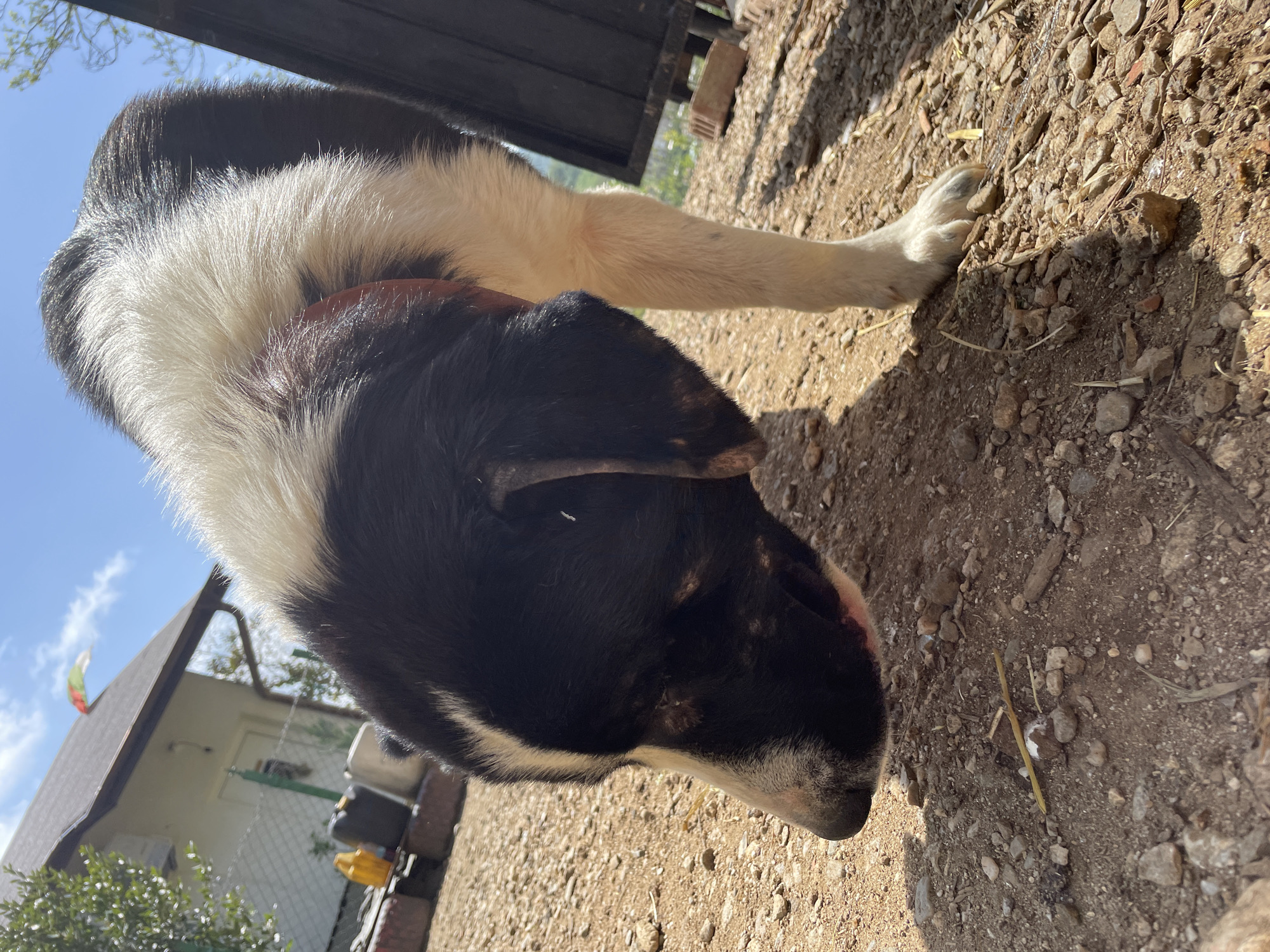 A black and white dog is standing on a gravel ground in Zlatograd, Bulgaria. The dog is facing down, its head close to the ground. The gravel ground consists of small rocks and dirt. In the background, there is a house and a fence, and a glimpse of the sky is visible. A wooden door is also visible. The photo is taken in daylight.