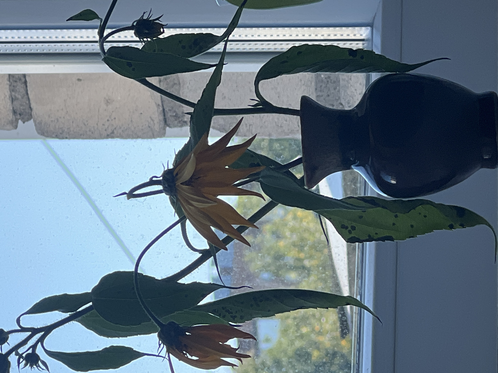 A vase of wilting sunflowers sits on a windowsill against a blurred background of trees and buildings. The vase is dark and glazed, with a narrow neck and a wider base. The sunflowers have yellow petals and brown centers, and their stems and leaves are drooping. The windowpane is smudged, and the sky is a pale blue. The scene appears to be indoors, with the sunlight coming through the window. The overall impression is one of neglect and decay.