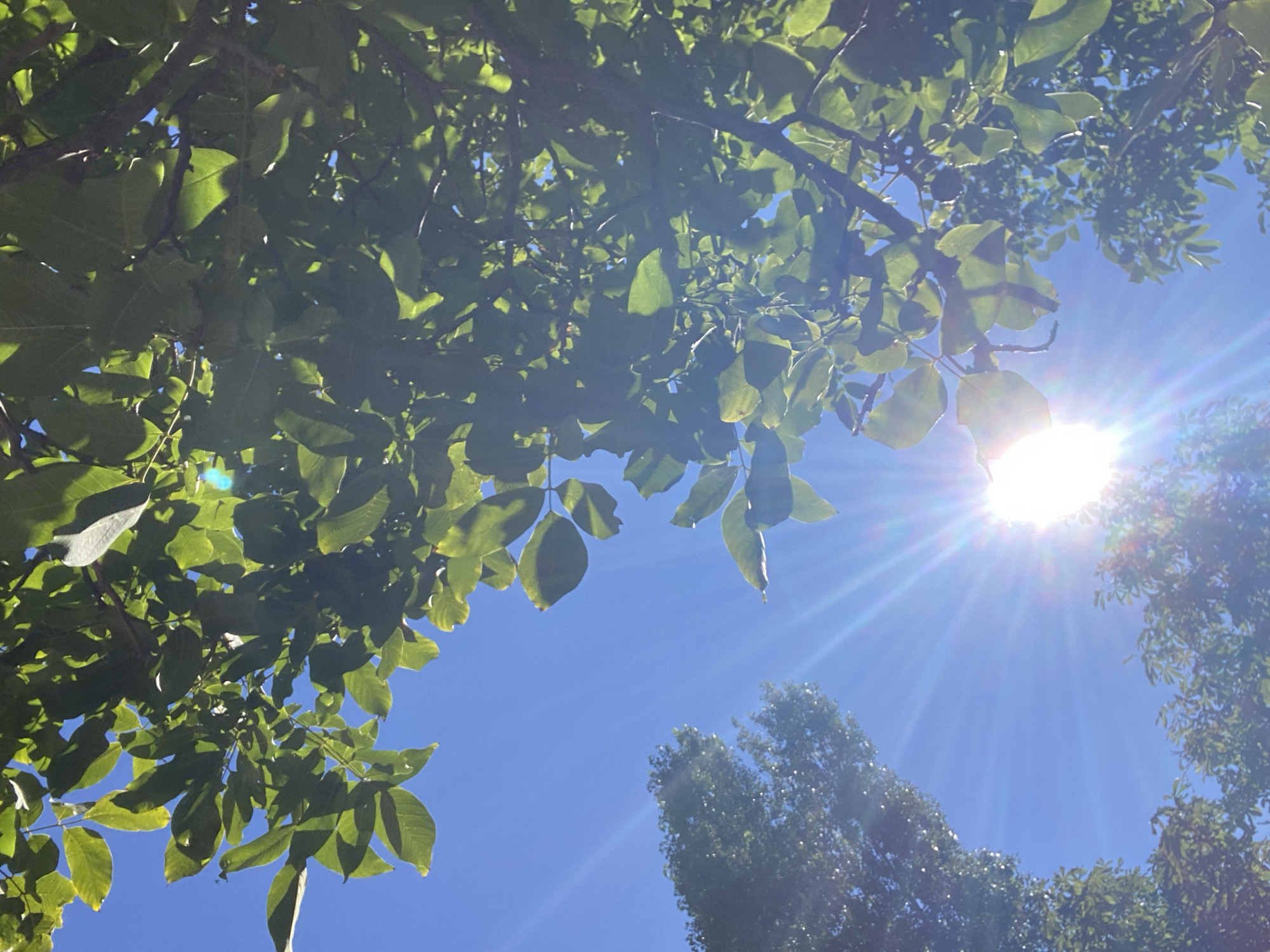 An outdoor, low-angle shot captures a bright blue sky from beneath the canopy of lush green trees. The sun is a prominent, radiant starburst in the lower right quadrant, casting long, thin rays across the sky. The leaves of the trees are illuminated by the sun, appearing translucent in places, with branches silhouetted against the bright sky. The image composition suggests looking up from ground level within a park or residential area in Chornomorsk, Ukraine, with the sun's intensity indicating a clear, possibly warm, day. No people or specific structures are visible, focusing solely on the natural elements of the sky and foliage.