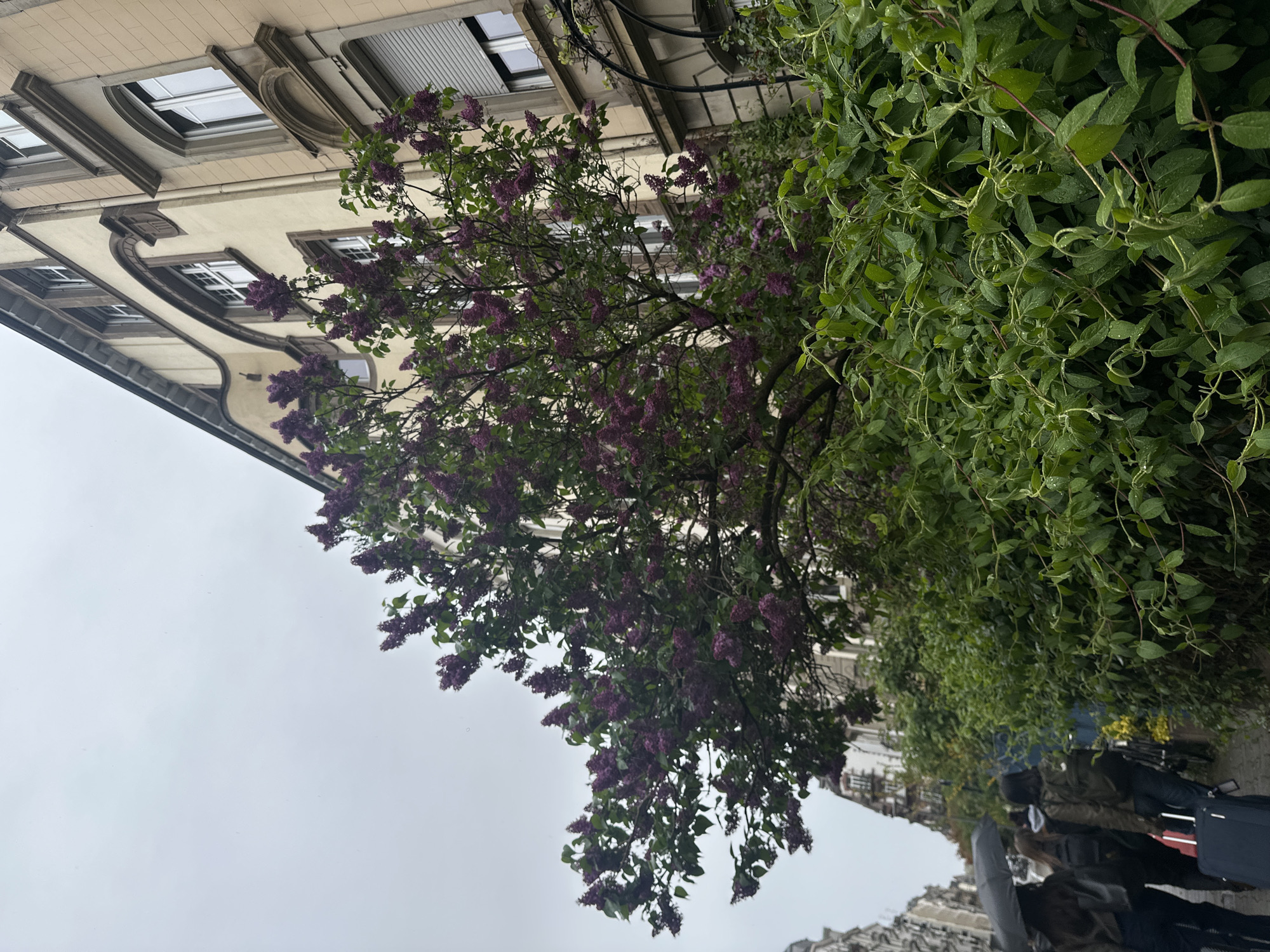 The image depicts a street scene in Strasbourg, France, with a multi-story building on the left side of the frame. The architecture of the building is traditional, featuring light-colored walls, arched windows, and decorative moldings. A lilac tree with purple flowers is in full bloom, partially obscuring the building's facade. To the right of the tree is a dense, green hedge. In the foreground, people with umbrellas and luggage can be seen walking on a sidewalk, suggesting a rainy day. The sky is overcast and grey. The overall atmosphere is urban and somewhat somber due to the weather conditions.
