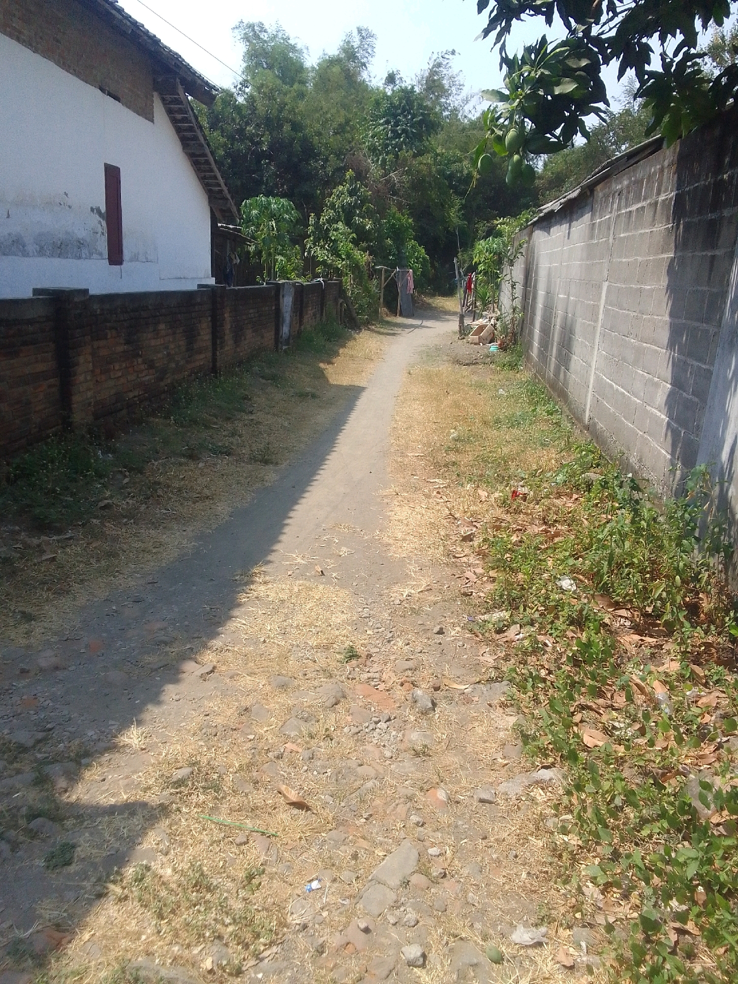 The image depicts a narrow, unpaved path in Ngadiluwih, Indonesia, bordered on the left by a white-painted building with a red-accented window and a low brick wall, and on the right by a tall, light-grey concrete block wall. The path is strewn with dry grass, fallen leaves, and small stones, suggesting a dry or arid environment. Lush green vegetation, including trees and bushes, is visible beyond the building and behind the concrete wall, creating a contrast between the dry path and the surrounding greenery. The path recedes into the distance, leading towards a denser area of trees and foliage under a bright sky. A few objects, possibly debris or discarded items, are scattered near the right-hand wall. The overall scene appears to be a residential or semi-rural area, characterized by its simple construction and natural surroundings.