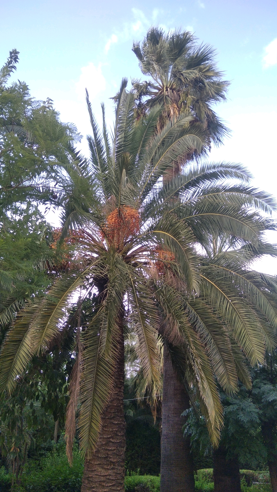 The image depicts a cluster of palm trees, with a prominent date palm in the foreground bearing clusters of orange fruit. The trees are set against a pale blue sky with scattered white clouds. To the left of the date palm, a dense green tree with feathery foliage is visible. In the background, other palm trees and lush green vegetation create a dense arboreal environment. The overall impression is of a well-established garden or park. This scene is consistent with the botanical gardens found in Marrakech, Morocco, such as the Jardin Majorelle or the Menara Gardens, which are known for their diverse palm species and fruit-bearing trees. No people or specific actions are depicted.