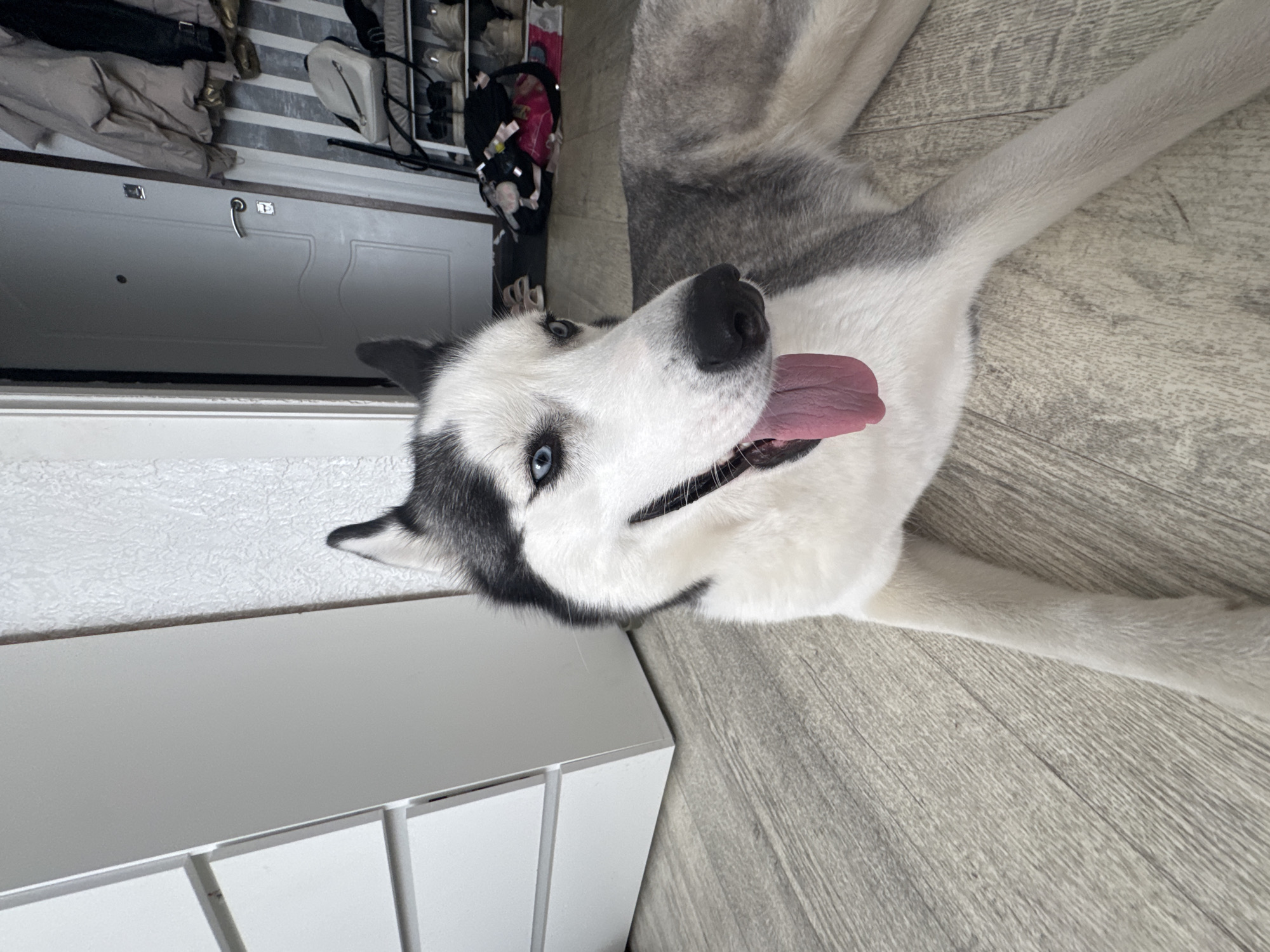 A close-up shot of a husky dog lying on its side indoors. The dog has blue eyes and a pink tongue sticking out. The floor is wood-grain pattern. There is a door and a white cabinet behind the dog. The location is unknown.