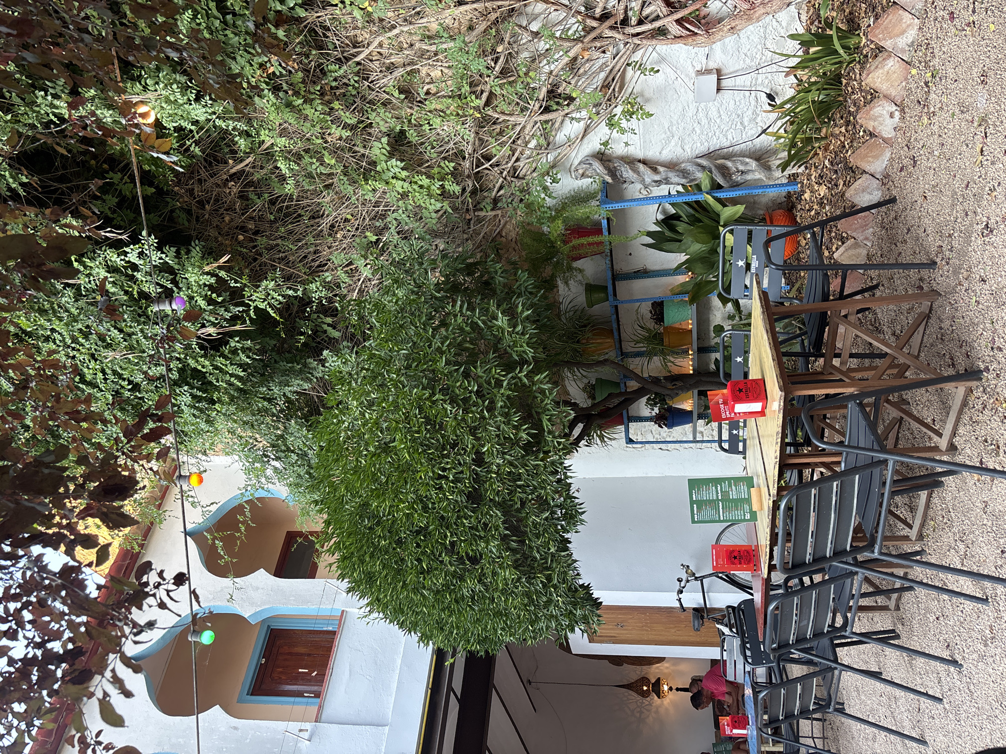 The image depicts an outdoor seating area of a cafe or restaurant in Palafrugell, Spain. The scene is set in a courtyard with a light-colored building featuring arched windows and balconies. String lights with colorful bulbs are visible overhead.
In the foreground, several black metal chairs surround wooden tables. Red menus or promotional stands are placed on some of the tables. A bicycle is parked to the left of the tables.
To the right, a blue metal shelf unit holds various potted plants. A large, leafy green tree dominates the center of the image. The ground is covered in gravel and fallen leaves. A white wall serves as a backdrop, with some plants growing at its base. Electrical outlets and wires are visible on the wall.
In the background, through an open doorway, a person is seated at a table. The overall atmosphere suggests a relaxed, outdoor dining or gathering space.