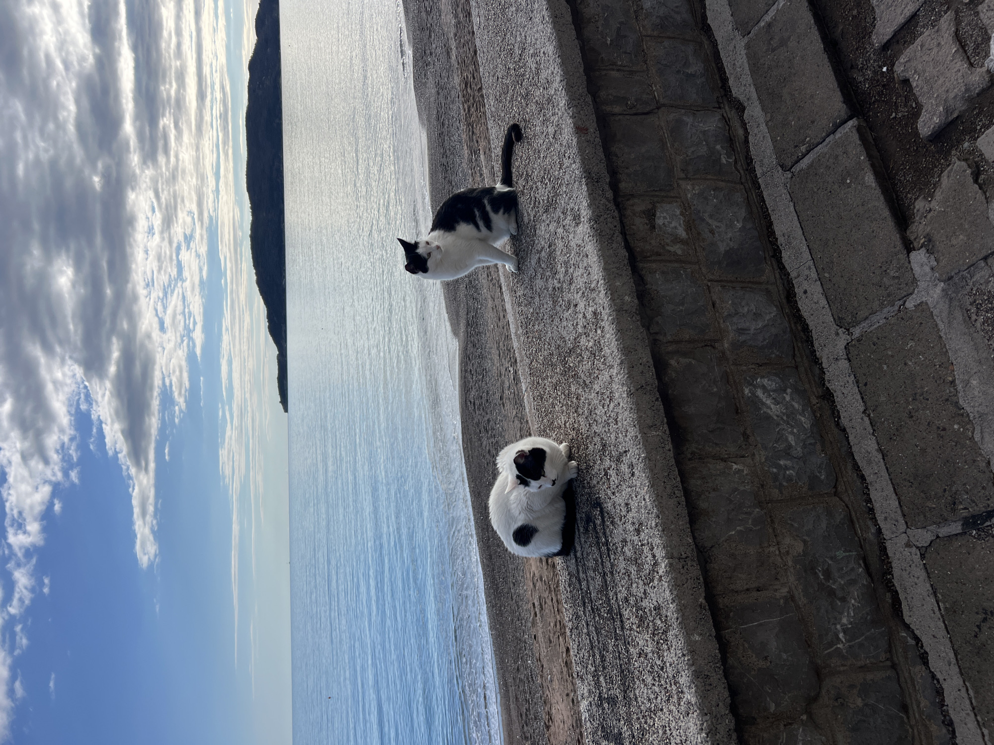 Two black and white cats are situated on a stone structure adjacent to the sea. The upper cat is standing, while the lower cat is curled up. The background shows the sea, sky with clouds, and land. The scene depicts a coastal area, possibly in Rafailovići, Montenegro.