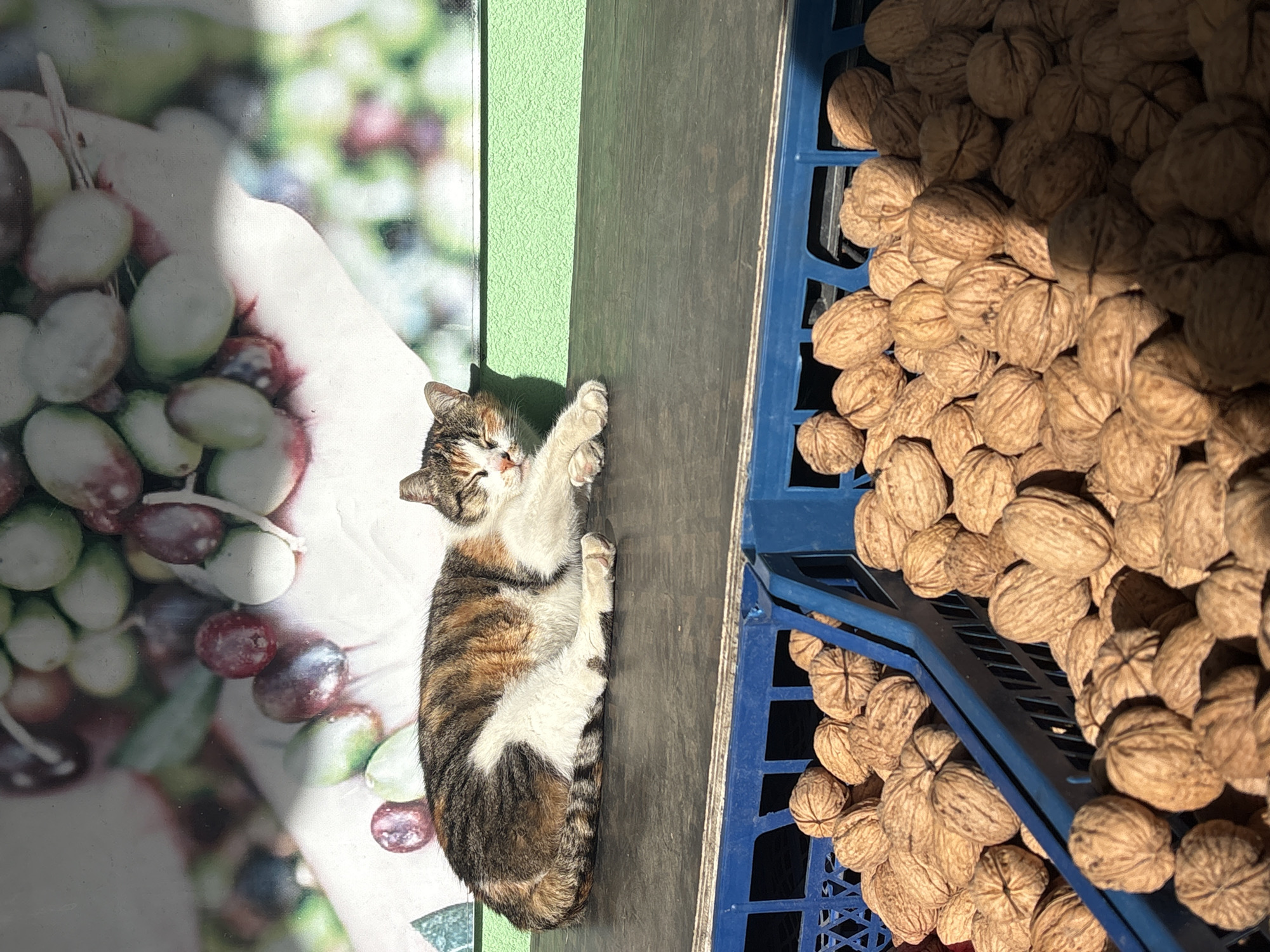 A domestic cat with prominent white, brown, and black tabby markings is captured resting peacefully, seemingly asleep, on a dark wooden or painted surface. The cat is stretched out horizontally, basking in a strong patch of sunlight, with its eyes closed.
To the right, a significant quantity of walnuts in their shells are piled high, overflowing from at least two blue plastic crates. These crates appear stacked, suggesting a display for sale. On the left side of the frame, behind the cat, a portion of a printed image or poster is visible, depicting green and purplish-red olives on branches, possibly held by a hand. A bright green painted wall or panel runs vertically, separating the poster from the cat's resting spot.
The clear, direct sunlight indicates it is daytime, casting defined shadows. The arrangement of produce in crates and the presence of the cat suggest an outdoor market stall or a shop entrance, likely in Burgas, Bulgaria. The cat appears calm and content, enjoying the warmth of the sun amidst the setting. No visible text is discernible in the image.