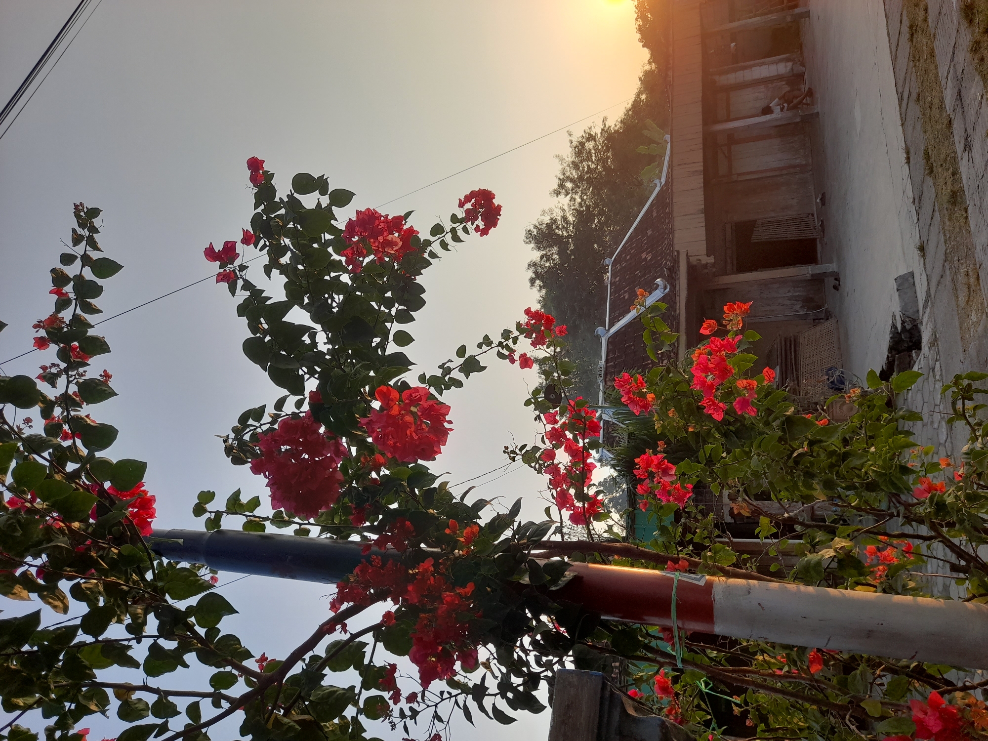 A bright, vertical, medium-shot image captures bougainvillea flowers blooming against a pale sky at sunset. The flowers, a vibrant red, cascade from branches in the foreground, obscuring a utility pole painted with red and white bands on its lower section. The background features a simple, weathered house with a tiled roof, surrounded by trees. A sliver of the setting sun, visible on the right, casts a warm glow on the scene. The ground is paved with interlocking concrete blocks, and in the distance, a lone figure is visible near the house. The image appears to be taken in Pulokulon, Indonesia.