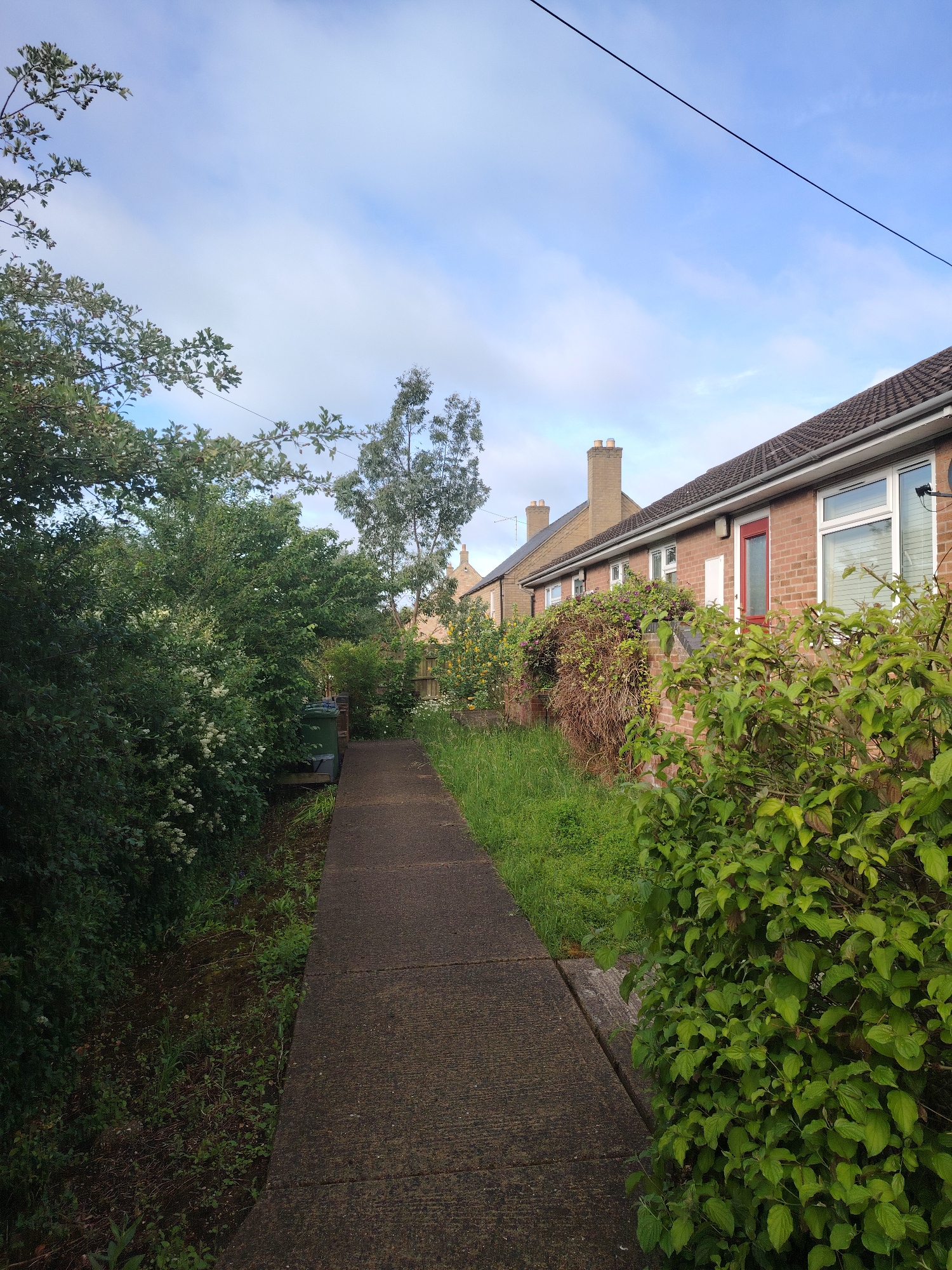 The image displays an outdoor scene, consistent with a residential area in Huntingdonshire, United Kingdom. A concrete pathway, constructed from multiple slabs, recedes from the foreground towards the mid-ground, slightly left of the image's vertical center. To the immediate left of the pathway, dense green foliage, including bushes with small white flowers, largely covers the ground. Partially visible within this foliage, further down the path, is a dark green wheelie bin. The ground directly bordering the left side of the path is unkempt, showing patches of bare earth and weeds.
On the right side of the pathway, a narrow strip of green grass borders the concrete. Beyond this, a prominent, leafy green bush occupies the foreground. Following this bush, a row of residential buildings, likely bungalows or single-story homes, stretches into the distance. These buildings are constructed of light brown brick, feature dark tiled roofs, and have white fascia boards and gutters. The closest visible dwelling displays multiple white-framed windows with internal blinds and a distinct red entrance door. Several brick chimneys with visible pots protrude from the rooftops of the houses. Some sections of the building facades are partially obscured by overgrown, dried brown vegetation.
The upper portion of the image is dominated by a light blue sky with scattered, wispy white clouds. A single thin black wire traverses the sky horizontally across the upper middle section of the frame. Various trees are visible: branches with green leaves extend from the top left corner, and a tall, slender tree with lighter green foliage stands behind the bushes on the left side of the path. No people or animals are present in the scene. The overall lighting is bright and diffused, characteristic of daytime conditions.