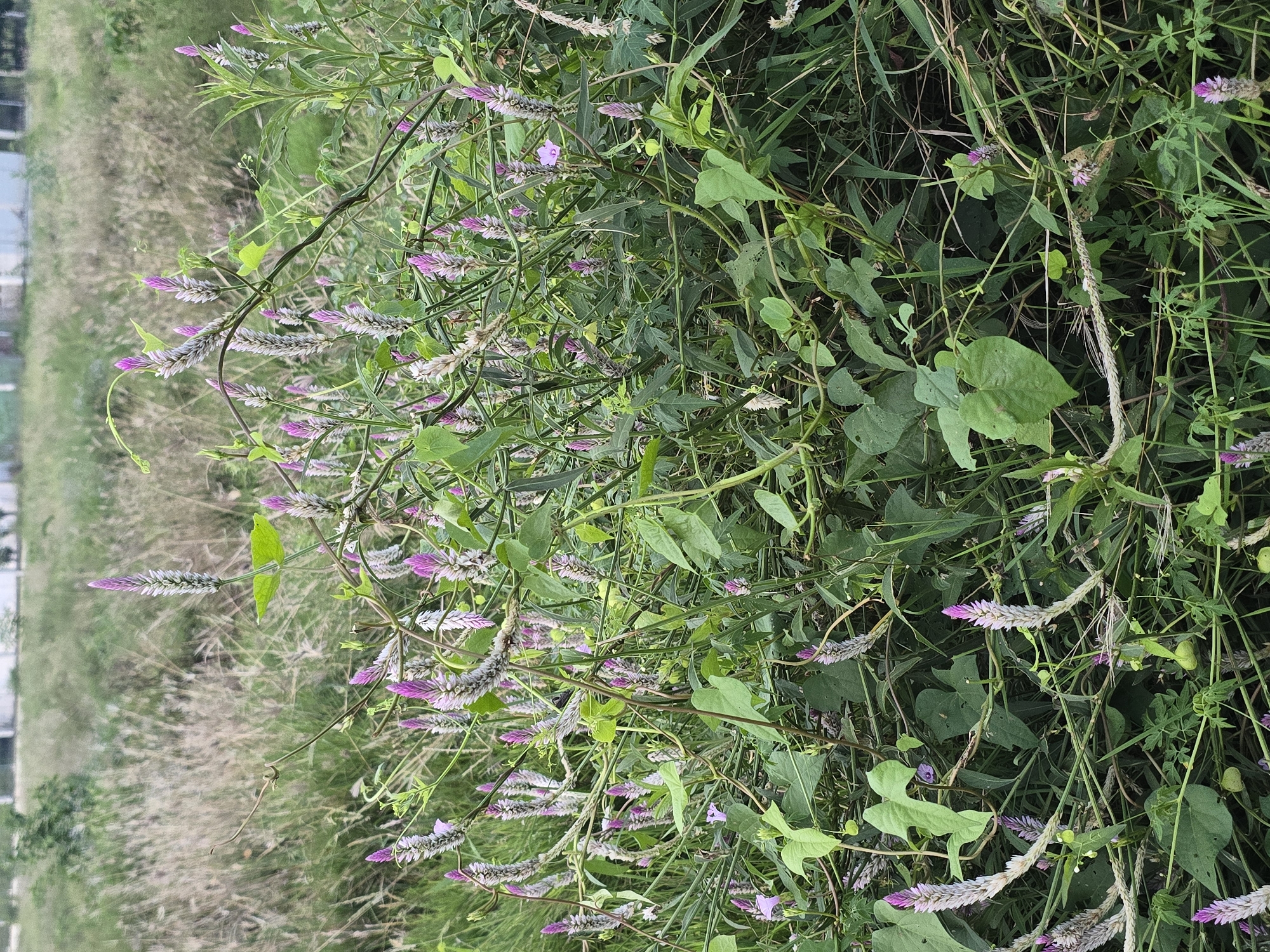 A close-up, eye-level shot captures a dense thicket of wild flora featuring numerous flowering stalks with delicate, purplish-pink tips, interspersed with green leaves and vines. The background consists of a blur of dry grass and foliage, with a hint of distant buildings or structures. The image appears to have been taken outdoors in Meunasah Raya, Indonesia, likely in an uncultivated or natural area. There are no people or discernible actions present. The focus is on the natural growth and the vibrant yet subtle colors of the flowers.