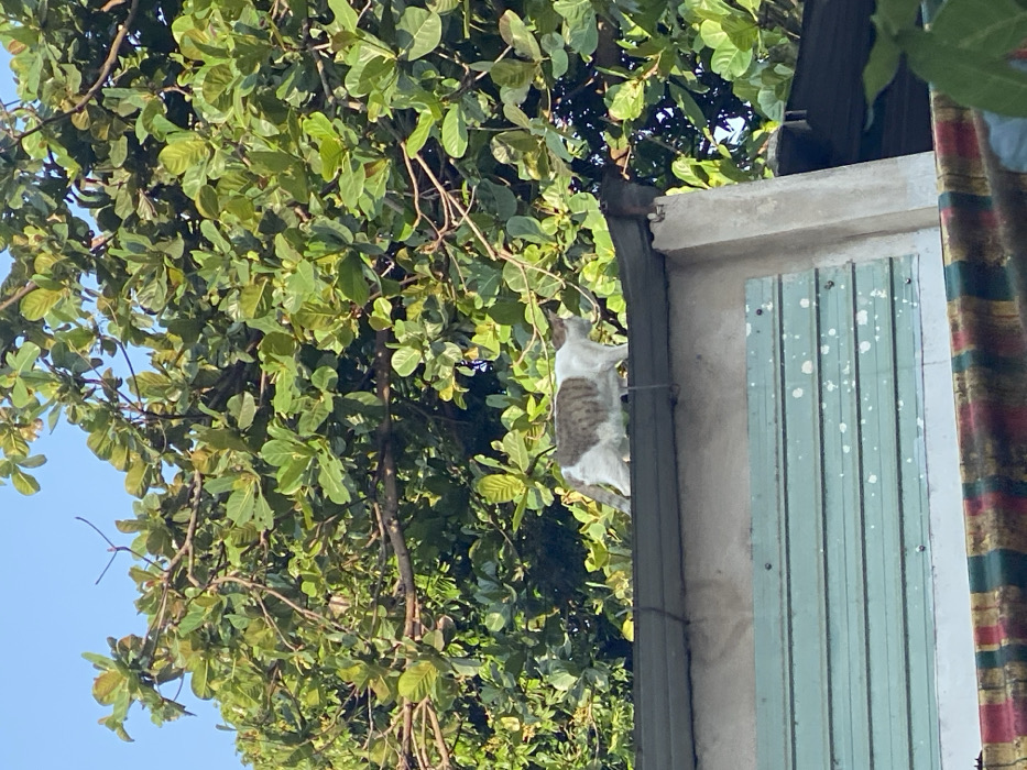 A white cat with brown and tan patches on its back and tail is depicted walking from left to right across a weathered, grey corrugated rooftop. Its right front paw is elevated, indicating mid-stride motion. Below the roofline, a light green horizontal panel with white speckles and visible fasteners is present. Beneath this panel, a multi-striped fabric in shades of red, green, and brown is partially visible. The upper portion of the scene is dominated by a dense canopy of large green leaves from a tree, with patches of clear blue sky visible through the foliage. The lighting suggests bright daylight. This scene is located in the city of Đak Đoa, Vietnam.