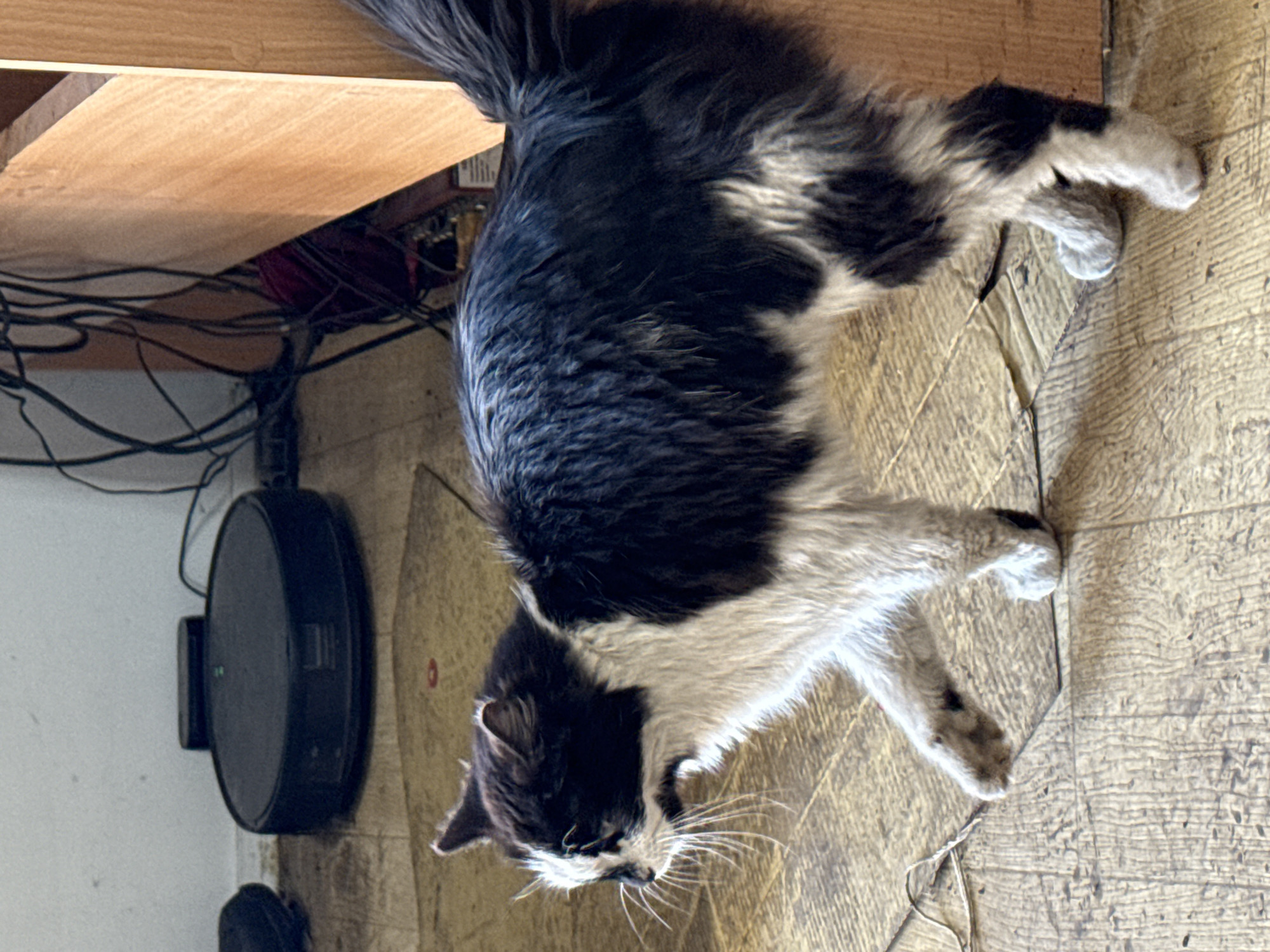 A black and white cat is lying on a light brown, wood-grain patterned floor. Part of a black, circular device is visible on the left, with numerous black cables extending from under a wooden surface. The scene is likely indoors. The location is undetermined, as Sofia, Bulgaria cannot be ascertained from this image.