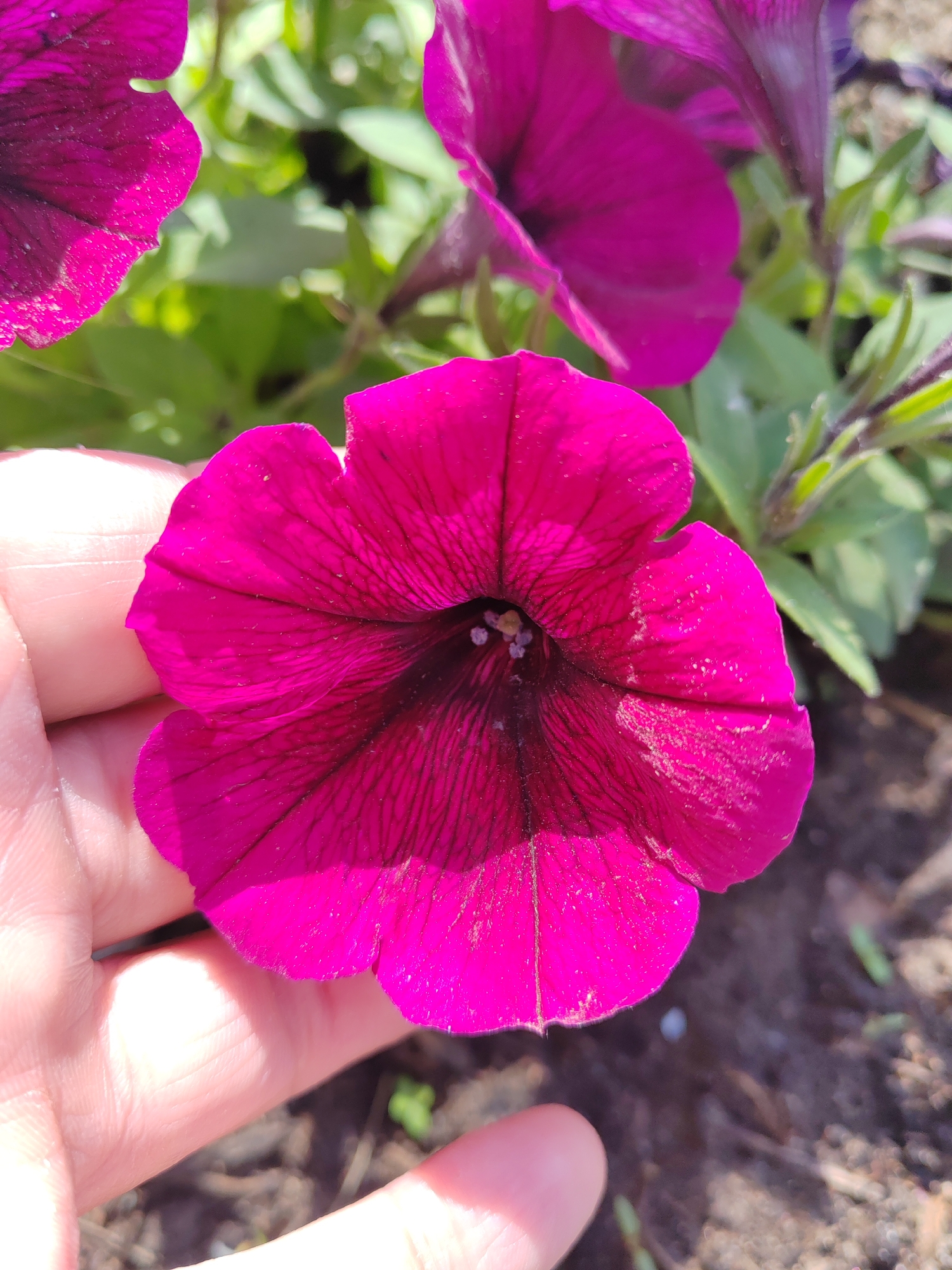 A close-up shot shows a bright pink petunia flower held in a person's hand. The flower has darker veins that extend from the center to the edges of the petals. The center of the flower is dark and has a few light-colored specks. The background is a mix of green leaves, other pink petunias, and soil. The photo appears to be taken outdoors during the daytime. The location is specified as Unknown, Unknown.