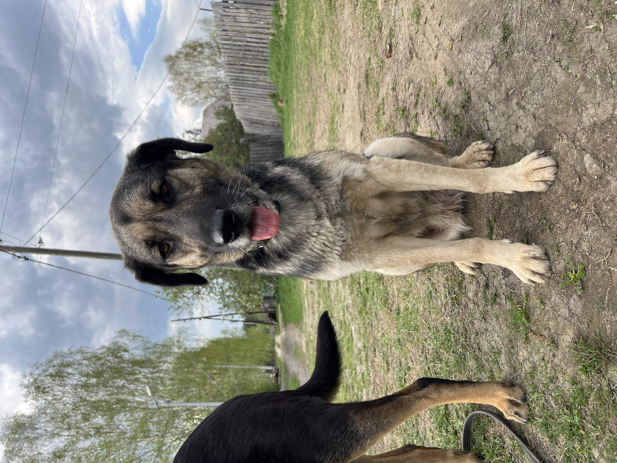 A medium-sized dog sits on dirt and sparse grass in an outdoor location. The dog has gray and black fur on its back and head, with lighter tan fur on its chest and legs. Its pink tongue is visible. Another dog, primarily black with tan legs, is partially visible in the lower portion of the image. A black leash lies near its paws. In the background, there is a wooden fence, trees, and a cloudy sky. A utility pole is visible in the left background. The location may be a rural or semi-rural area based on the visible elements. No specific details confirm it is Nizhny Tagil, Russia.