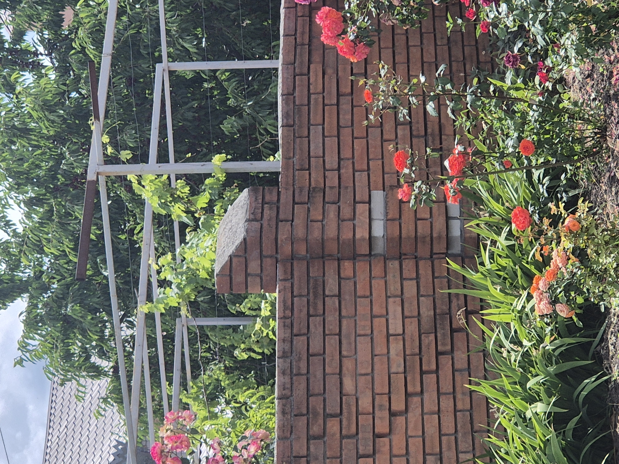 The image displays a close-up view of a garden setting in Sozonivka, Ukraine. The primary subjects are a brick wall and various plants, including roses and greenery. The brick wall, constructed from reddish-brown bricks, occupies the right side of the frame and appears to be a garden boundary or part of a structure. Growing along and over the wall are several rose bushes with vibrant pink, coral, and orange blooms. Lush green foliage surrounds the flowers, creating a dense garden aesthetic.
To the left of the brick wall, a metal trellis structure is visible, supporting climbing plants with green leaves. Behind the trellis, a large tree with dense green foliage is prominent, suggesting a mature garden or yard. In the lower left corner, a portion of a grey, corrugated roof is visible, hinting at a nearby building.
The lighting suggests it is daytime, likely sunny, given the bright colors of the flowers and the distinct shadows cast by the trellis. The overall scene evokes a feeling of a well-maintained and blooming garden on a pleasant day. There is no visible text in the image. The activity taking place is the natural growth and blooming of the garden plants. The setting is outdoors in a residential or cultivated garden area.