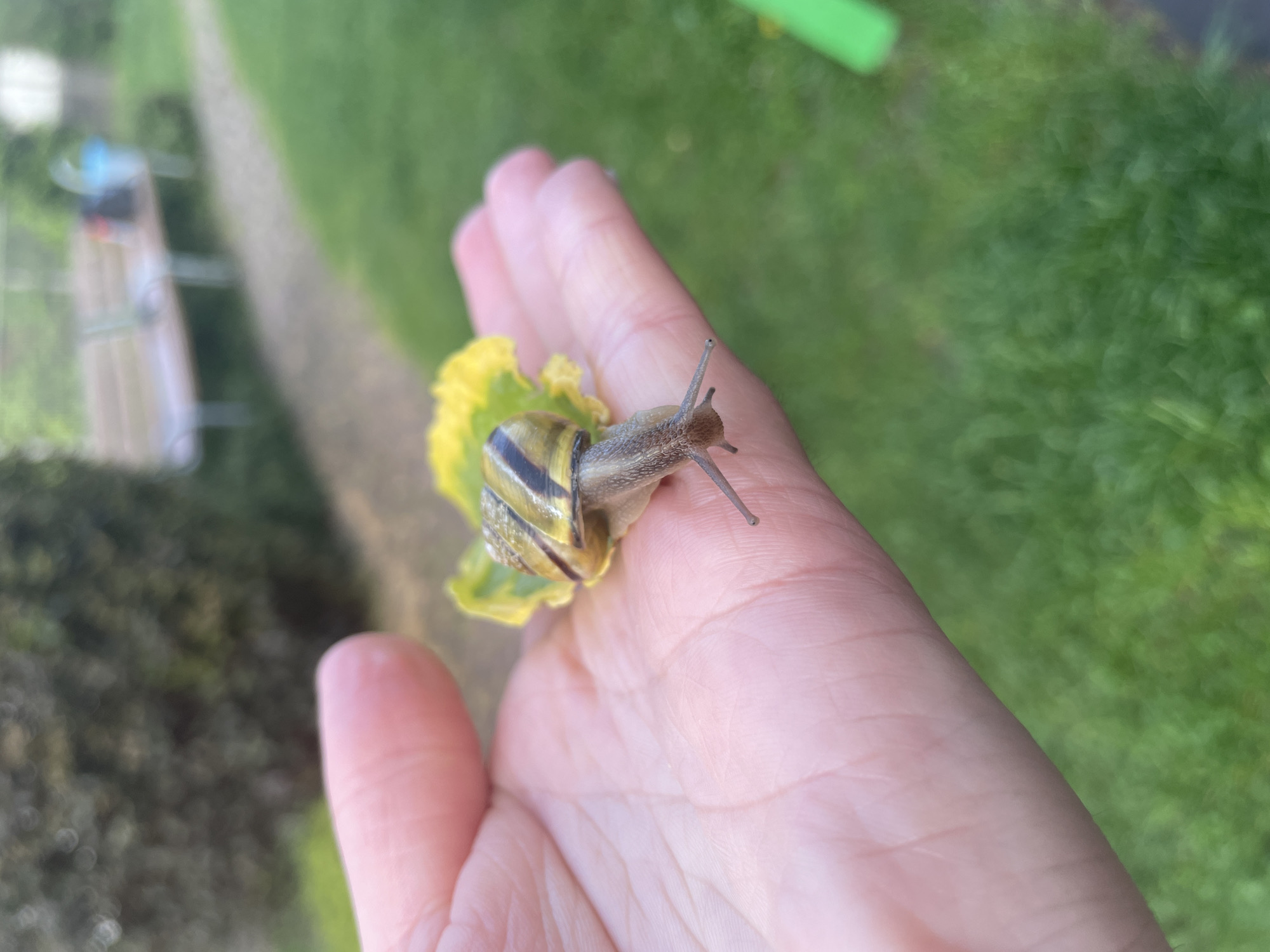 A snail crawls on a person's hand with a yellow leaf beneath it. The background shows a blurry outdoor scene of grass and a walkway. The location appears to be an unknown outdoor area in the city of Unknown, Unknown.