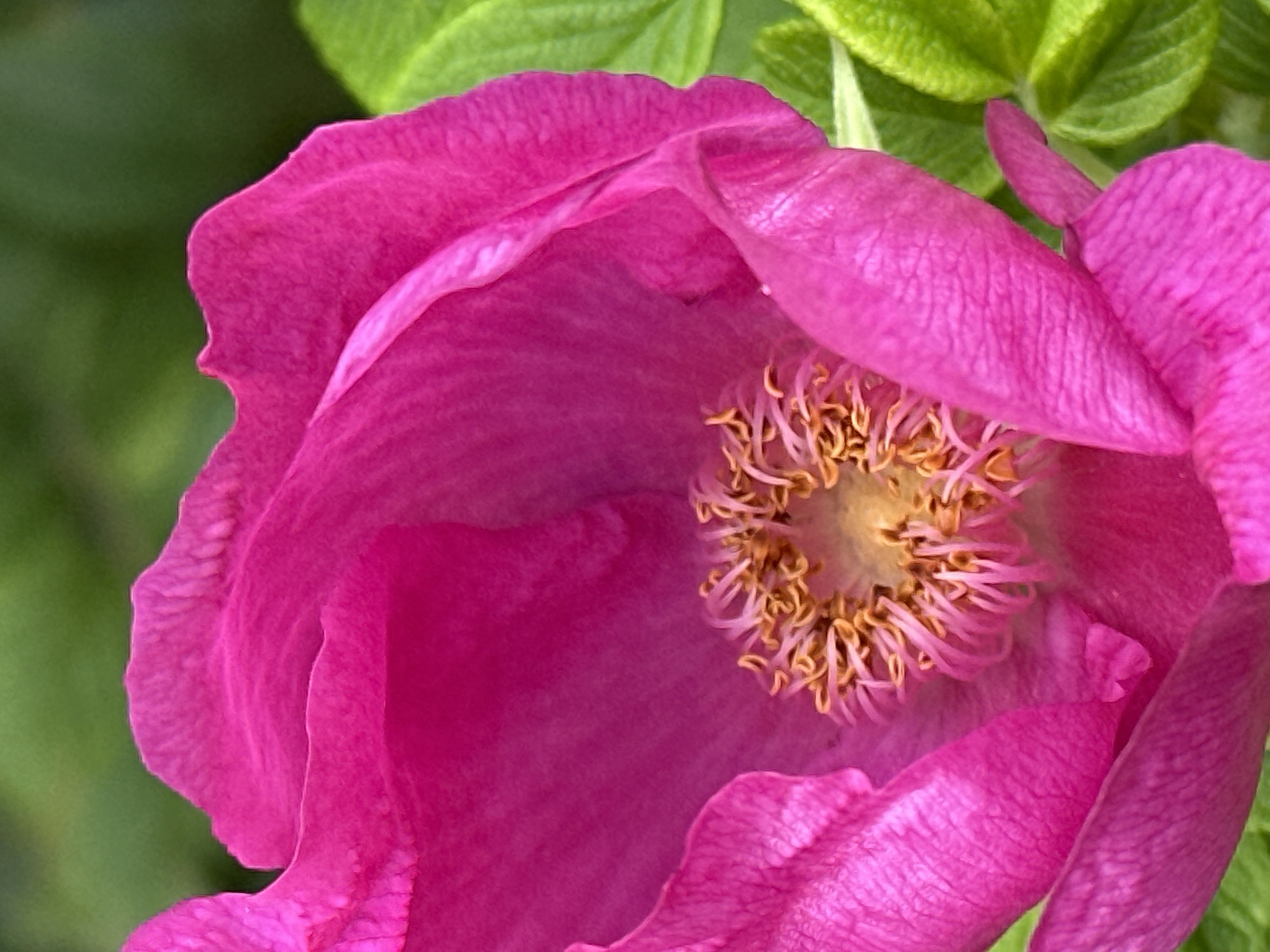 This is a close-up, macro photograph of a vibrant pink flower, likely a wild rose. The flower is in full bloom, with its petals unfurled to reveal a cluster of delicate, golden stamens at its center. The texture of the petals is clearly visible, showing fine lines and subtle variations in shade. The background is a soft, blurred green, suggesting foliage and a natural outdoor setting. The image has been taken from a slightly elevated angle, looking down into the bloom. There are no people or specific landmarks visible in the image. The provided information about the location in Podolsk, Russia, is not visually verifiable from the image content itself.