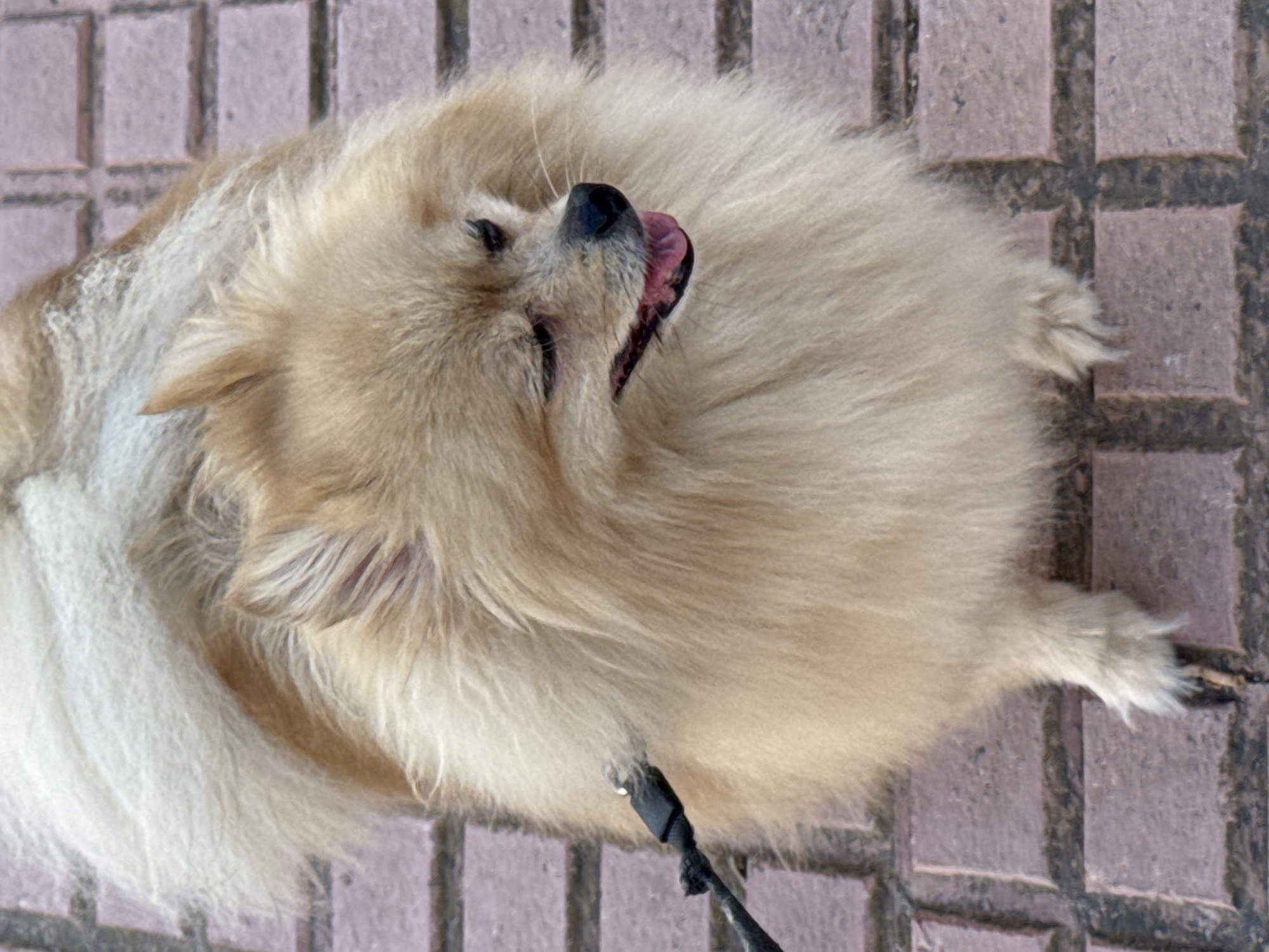 A tan-colored Pomeranian dog is shown from a top-down perspective, facing right with its mouth open and tongue visible. The dog is on a paved surface composed of rectangular reddish-brown bricks laid in a pattern. A black leash is attached to the dog's harness on the left side of the frame. The dog's fur is fluffy and appears light brown and white, particularly its tail, which is held over its back. The background consists solely of the brick pavement, which is slightly worn. The lighting suggests it is daytime, possibly outdoors. The dog appears alert and is possibly panting. There is no clear indication of a specific location within Torrevieja, Spain, beyond it being an outdoor paved area.