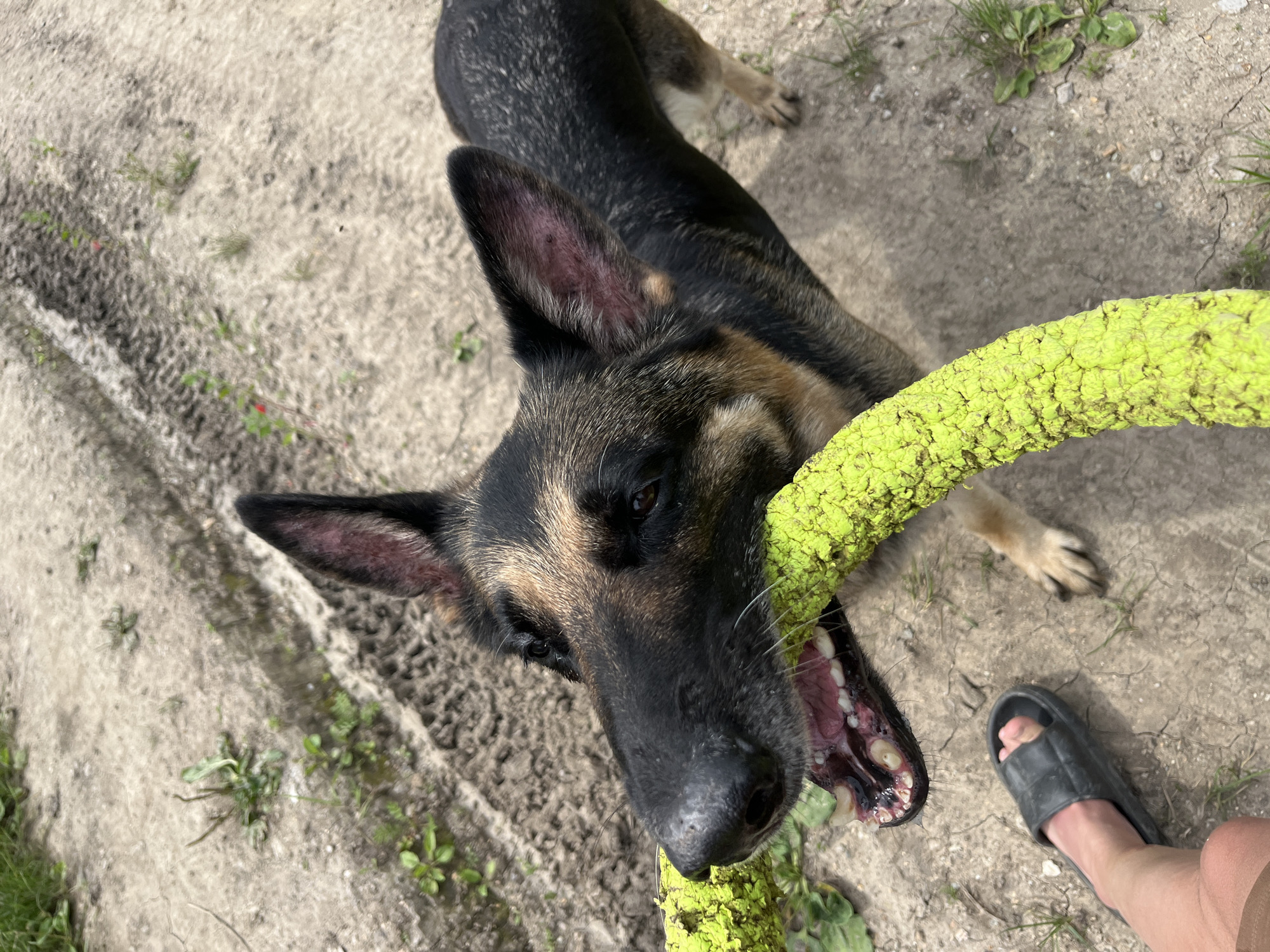 A German Shepherd dog is biting a yellow chew toy outdoors on a dirt path. The dog's mouth is open, revealing its teeth and tongue. The dog's fur is a mix of black, brown, and tan. A person's foot wearing a black sandal is visible in the lower left corner of the image. The ground is composed of dirt and small stones, with some patches of green grass. There are tire tracks imprinted in the dirt. The setting appears to be a rural or unpaved area, possibly a park or a yard. The image quality is sharp, suggesting it was taken with a modern smartphone camera.