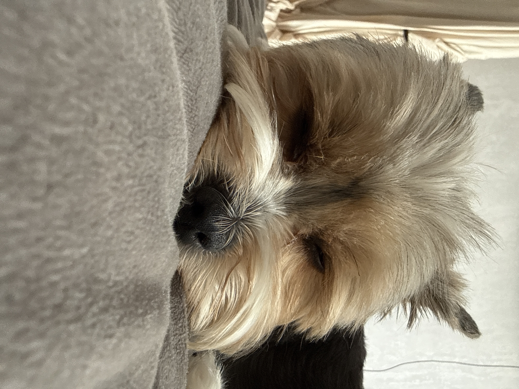 A close-up, rotated image shows a small dog with long, light-colored fur sleeping against a gray blanket. The dog's black nose is prominent, and its eyes are closed. Part of the dog's black body is visible below its head. A white cable is visible near the bottom right corner. The background is out of focus. The location is not indicated in the image.