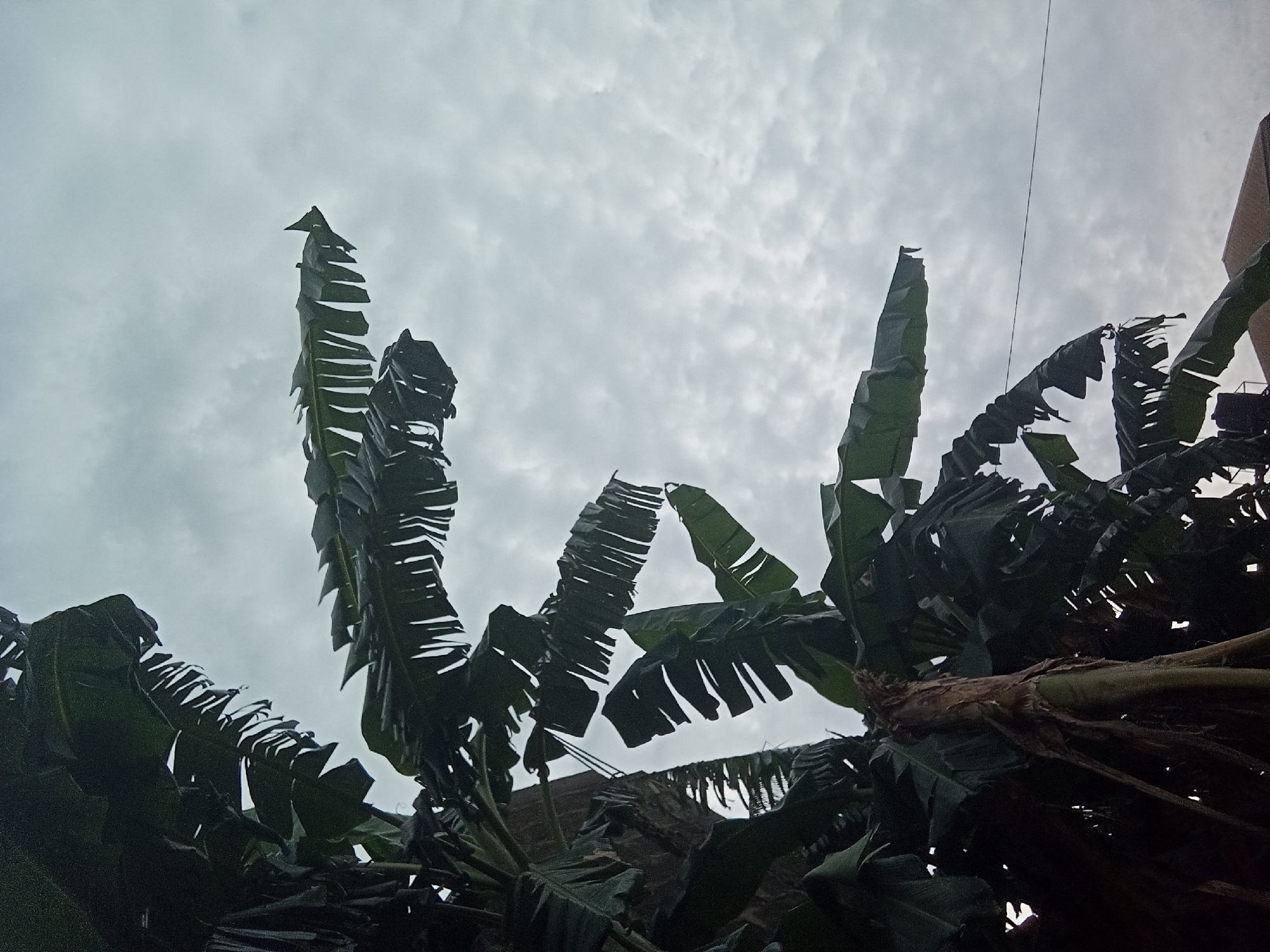 The image shows a view upwards towards a cloudy sky from beneath banana trees in Nkpor, Nigeria. The leaves are green, and their shapes are somewhat tattered. A building is partially visible in the background. A powerline stretches across the sky in the upper right corner. The overall impression is one of overcast conditions.