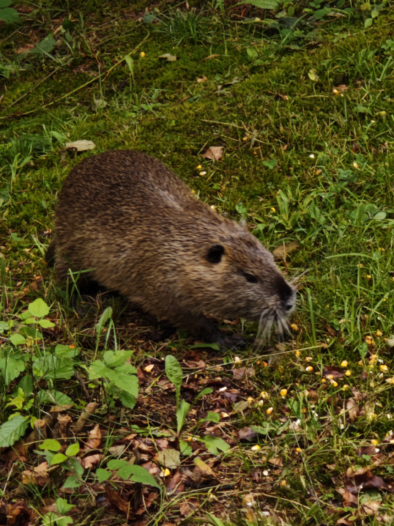 A nutria, identified by its brown fur, rodent-like features, and whiskers, is positioned on a grassy ground amidst fallen leaves and small yellow flowers. The animal is facing left with its head lowered, appearing to be foraging or eating. The environment suggests a natural setting, likely a park or wooded area, consistent with the general landscape of Yaremche, Ukraine.