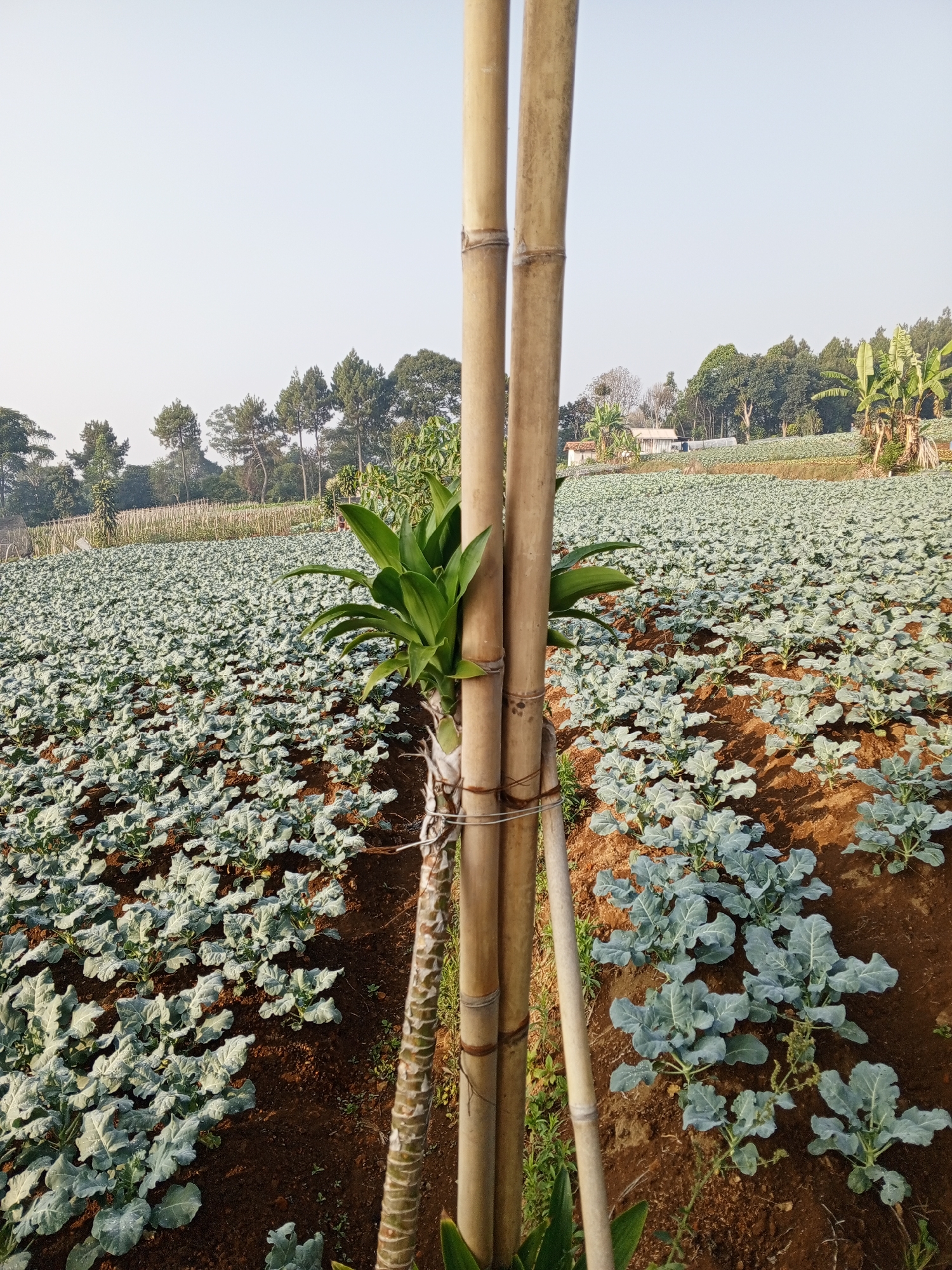 The image depicts a vast field of young broccoli plants in Bellanneoya, Sri Lanka. The field, characterized by its rich brown soil, stretches across rolling hills under a clear, pale sky. In the foreground, two bamboo poles stand vertically, tied together with string. A lush green plant with broad leaves grows alongside the bamboo. In the mid-ground, rows of light green broccoli plants are visible, interspersed with patches of bare soil. A few small buildings and scattered trees, including banana trees, can be seen in the distance, suggesting a rural agricultural setting. The overall scene conveys a sense of agricultural cultivation and a peaceful, natural environment. There are no people present in the image.