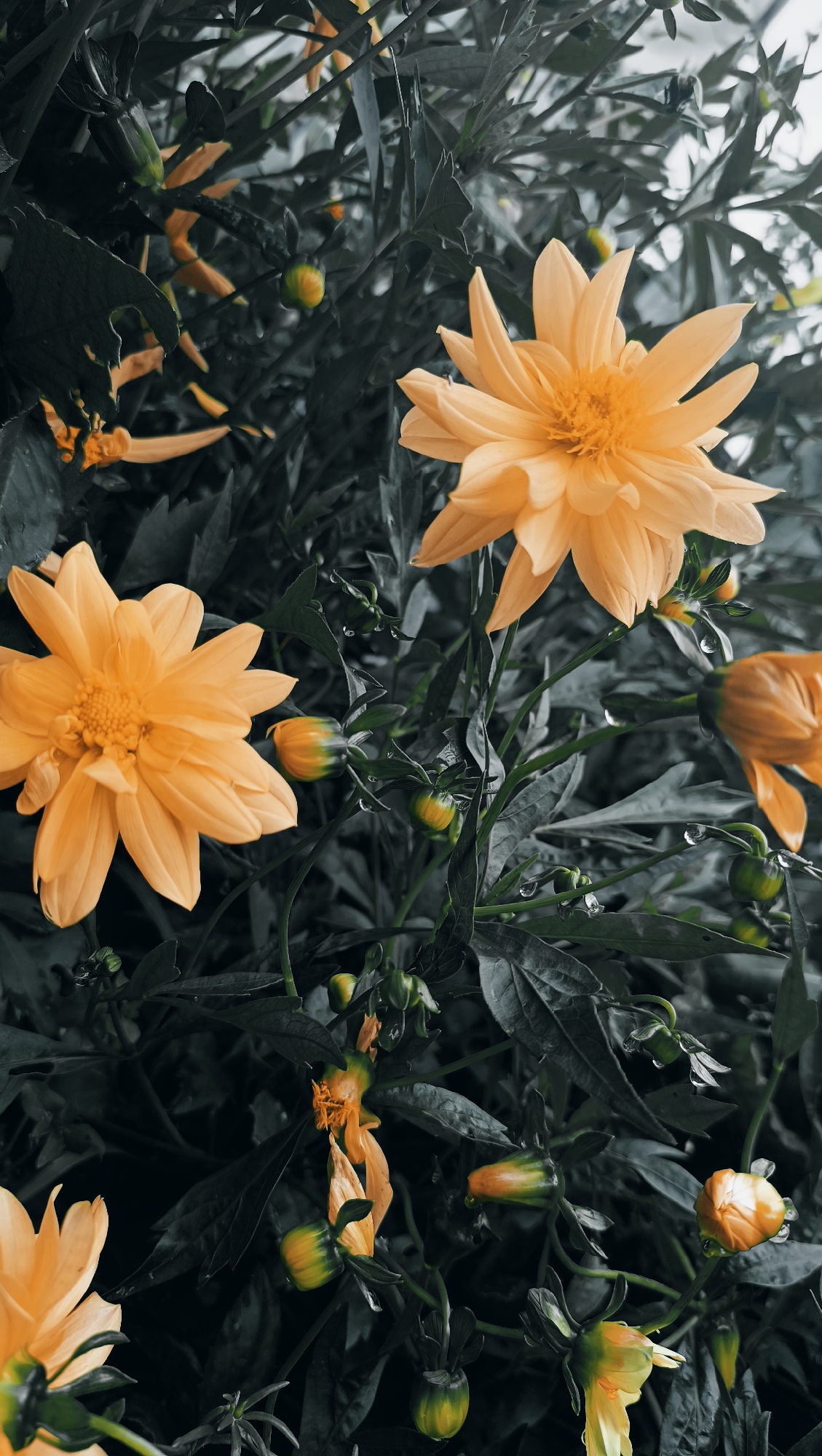 In a garden in Karsha, Russia, yellow dahlias bloom against a backdrop of dark, desaturated foliage. Several open dahlias with delicate, pointed petals are visible, along with numerous buds in various stages of development. The leaves and stems of the plants are wet, with water droplets clinging to them. The overall impression is one of a garden after a rainfall, with the vibrant yellow of the flowers standing out against the muted tones of the surrounding greenery. The image is composed with a shallow depth of field, drawing the viewer's eye to the floral subjects.