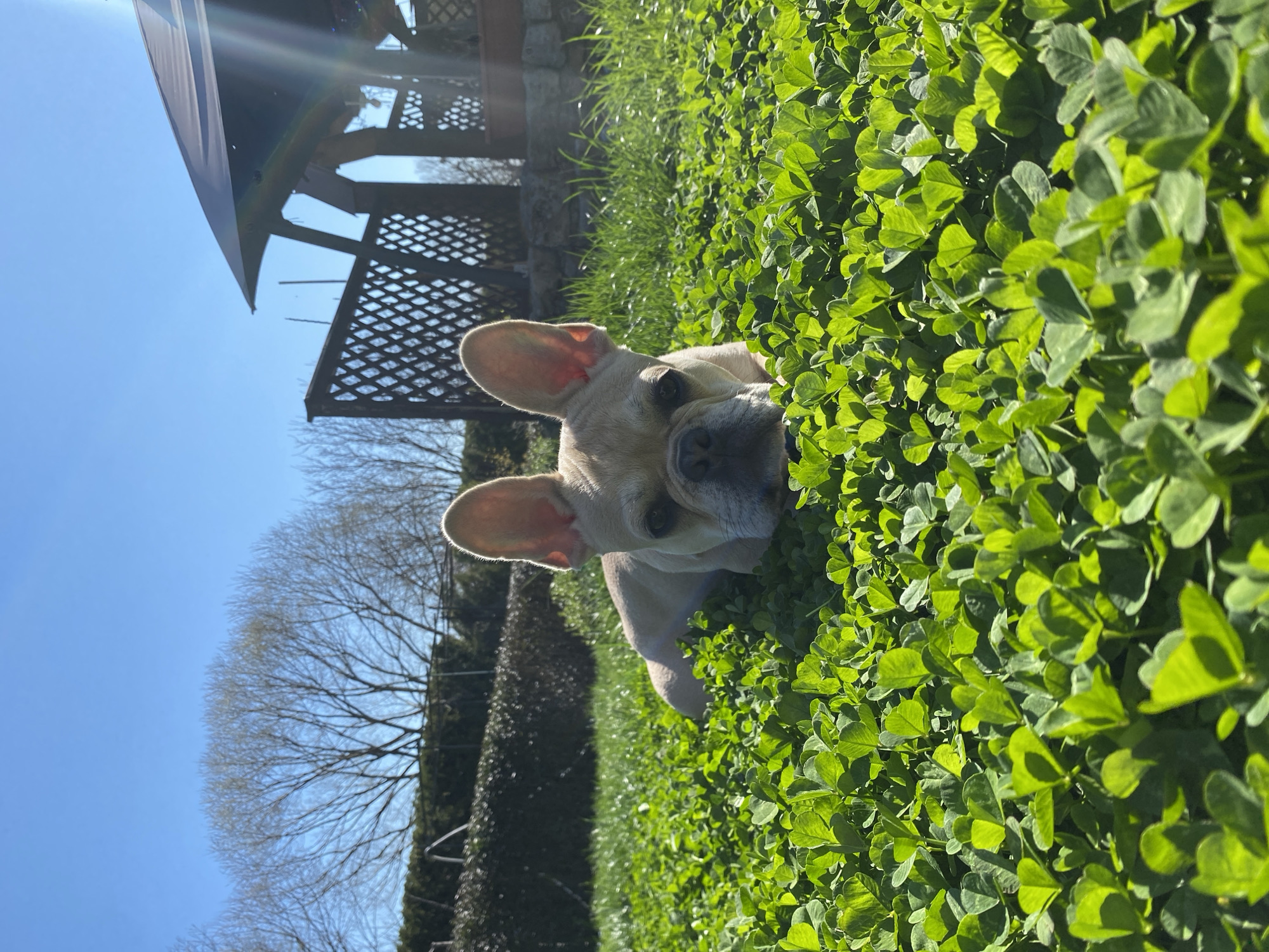 A tan French Bulldog lies in a field of clover under a clear blue sky. The dog's head is prominent in the middle-right, with its ears upright. Behind the dog are more clover, grass, and a low hedge with bare tree branches visible in the background. A gazebo structure is in the upper-left. The location is not identifiable as Varna, Bulgaria.