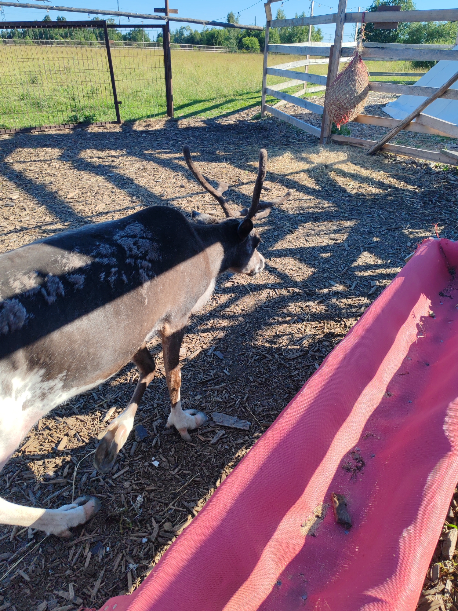 A reindeer is standing in an enclosure on a sunny day. The ground is covered with wood chips and straw. A pink feeder is in the foreground, and a net bag filled with hay hangs from a wooden fence in the background. The enclosure is surrounded by a wire fence, and a grassy field is visible beyond the fence. The image appears to be taken in the city of Lukashi, Russia.