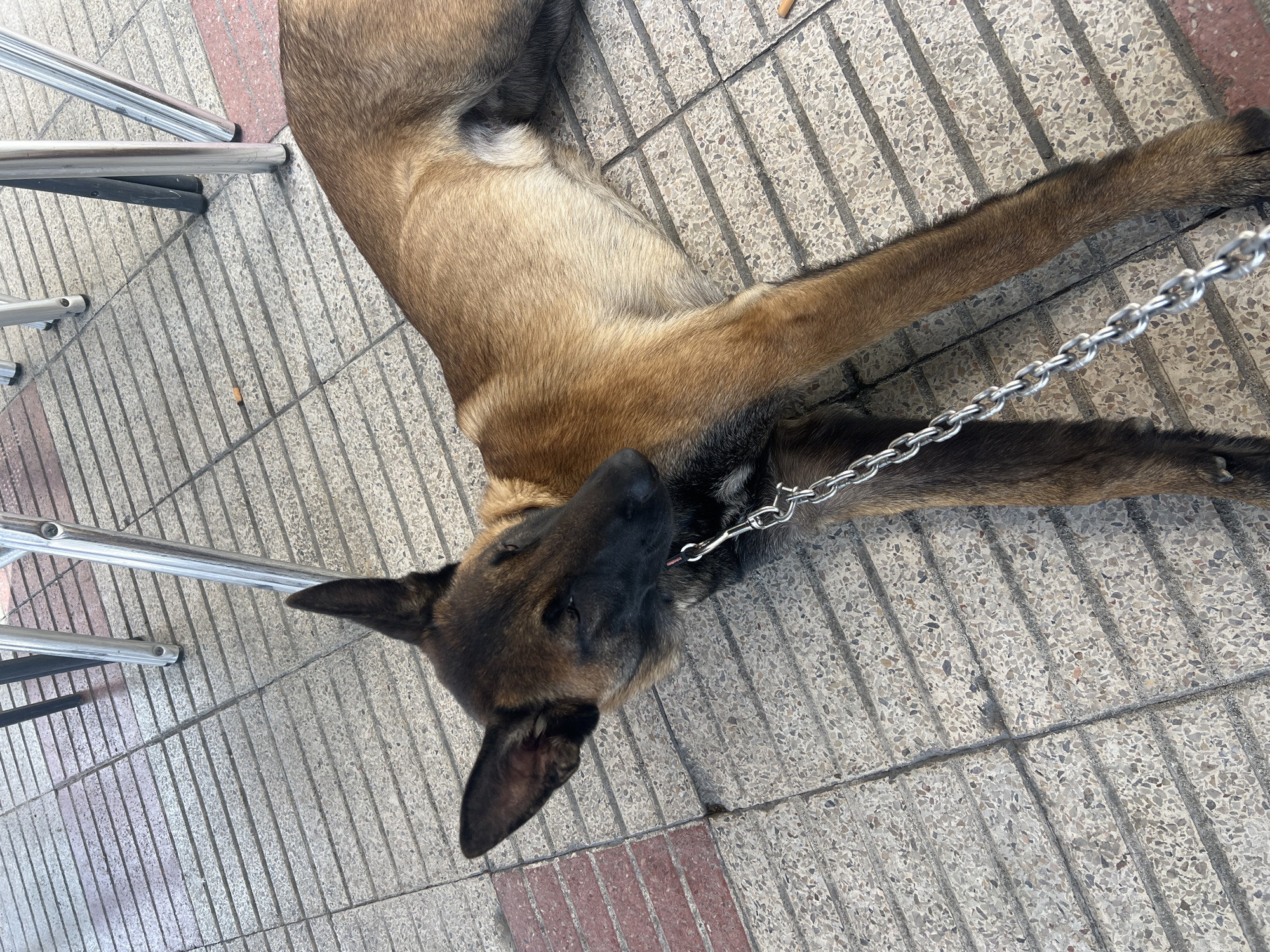 An overhead shot captures a fawn-colored dog, likely a Belgian Malinois, lying relaxed on a light-colored paved surface outdoors. The dog is positioned diagonally across the frame, with its head towards the bottom center and its body extending upwards and to the right. Its fur is short, with a darker mask on its muzzle and ears. The dog's eyes appear closed or half-closed, and its tongue is slightly visible, suggesting it is resting or sleeping.
A silver metal chain is fastened around the dog's neck, extending to its left. The paved ground consists of light grey and beige textured tiles with visible aggregate, interspersed with thin, reddish-brown rectangular border tiles. In the upper left corner of the image, the shiny metallic legs of what appears to be a chair or table are visible, hinting at an outdoor cafe or public seating area.
The lighting is bright, indicating daytime and likely sunny weather, as evidenced by the clear illumination and subtle shadows on the ground. The overall impression is one of a calm, serene moment for the dog in an urban or semi-urban outdoor setting, possibly in El Masnou, Spain. There is no visible text in the image.
