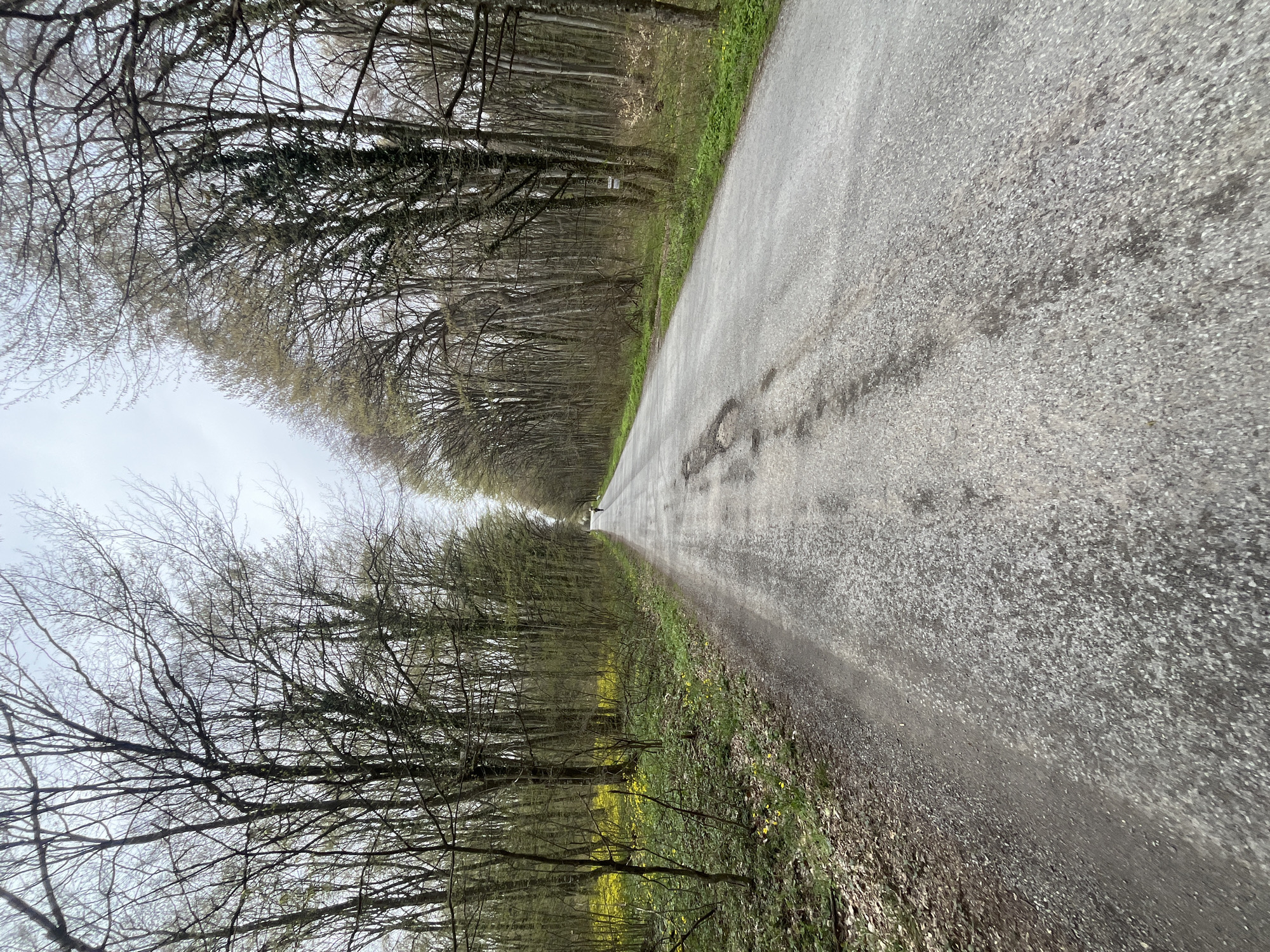 The image shows a narrow, gray asphalt road stretching into the distance. The road surface appears slightly wet and marked with dark patches. On either side of the road are dense rows of bare trees, their branches intertwining overhead, forming a tunnel-like effect. Some green vegetation, including yellow flowers, is visible along the edges of the road and among the trees. The sky is overcast, creating a muted, gray light. The image suggests a rural or wooded location, possibly on the outskirts of Shumen, Bulgaria, though specific identifying features are absent. A small figure is visible in the distance at the end of the road.