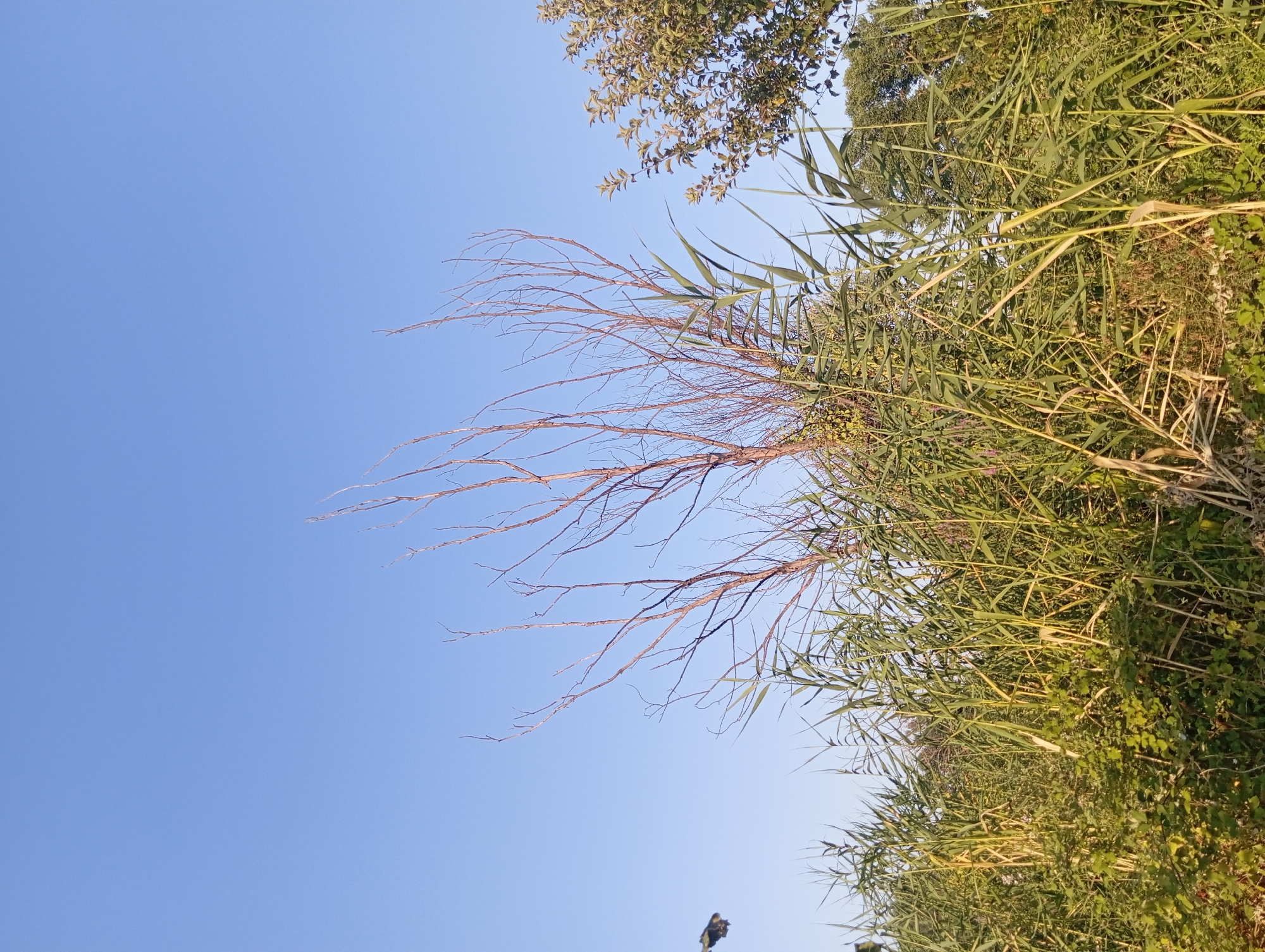 The image, taken in Şirvanlı, Azerbaijan, shows a clear blue sky above a dense thicket of tall green reeds and some bare, spindly branches of a dead tree. In the upper left corner, a dark, winged object, possibly a bird in flight, is visible against the sky. To the right of the dead tree, a portion of a leafy green tree is visible. The foreground is dominated by the vibrant green of the reeds and lower-lying green foliage. The scene appears to be an outdoor, natural environment, likely a field or the edge of a wetland area.