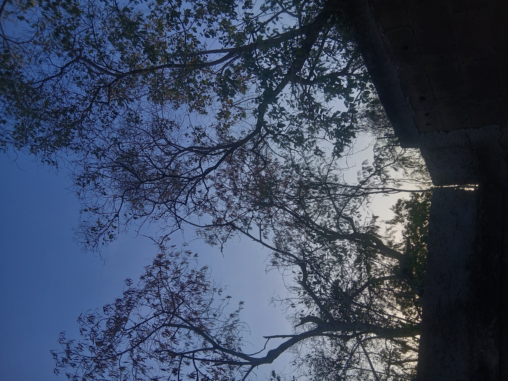 The image shows trees and branches silhouetted against a blue and light blue sky. A dark, textured wall or structure is partially visible on the right side of the image. It is not possible to confirm the location in Juan Griego, Venezuela from this image alone. No people, subjects, or interactions are visible. The environment seems to be a natural or semi-natural setting with trees and sky.