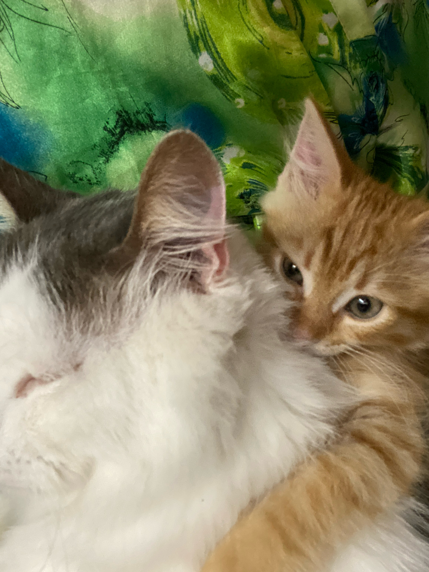 An overhead close-up shot shows two cats nestled together on a green and blue patterned fabric. The larger cat, mostly white with grey patches on its head and back, is positioned on the left and appears to be asleep or resting with its eyes closed. The smaller cat, an orange tabby kitten, is snuggled against the larger cat's chest on the right. The kitten's face is turned towards the viewer, with its bright green eyes looking slightly off to the side. Its ears are pink and alert, and its orange fur is striped with darker orange. The fabric beneath them has a swirling, abstract pattern of greens and blues, suggesting a soft, possibly floral or marbled design.