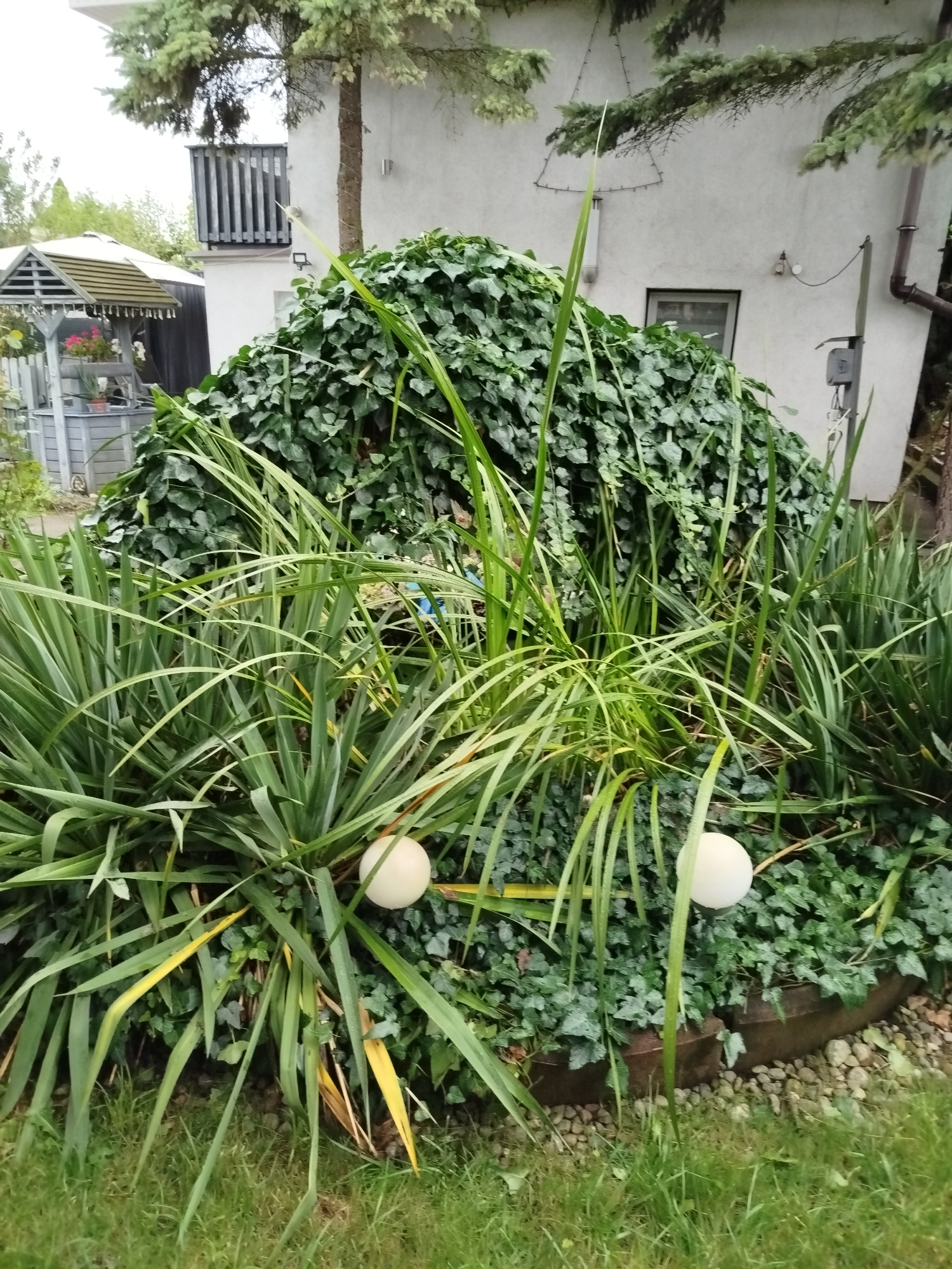 In the city of Szczecin, Poland, an outdoor scene unfolds in a garden setting, likely a backyard or residential area. The central focus is a large, dome-shaped mound of lush green ivy, forming a dense canopy. In front of the ivy, various types of green foliage with long, pointed leaves are visible, creating a layered effect. Two spherical, cream-colored garden lights are positioned amongst this foliage.
Behind the plants, a light-colored building with a textured facade is partially visible. To the left, a wooden structure, possibly a gazebo or decorative well, with a white roof and grey wooden elements is present. A tall green conifer tree grows near the building, its branches extending over the scene. A glimpse of a dark wooden fence and some potted flowers can be seen behind the gazebo. The ground is covered with green grass in the foreground, and gravel with some small stones and a dark, curved border is visible around the base of the plants. The overall impression is one of a well-maintained, somewhat overgrown garden.