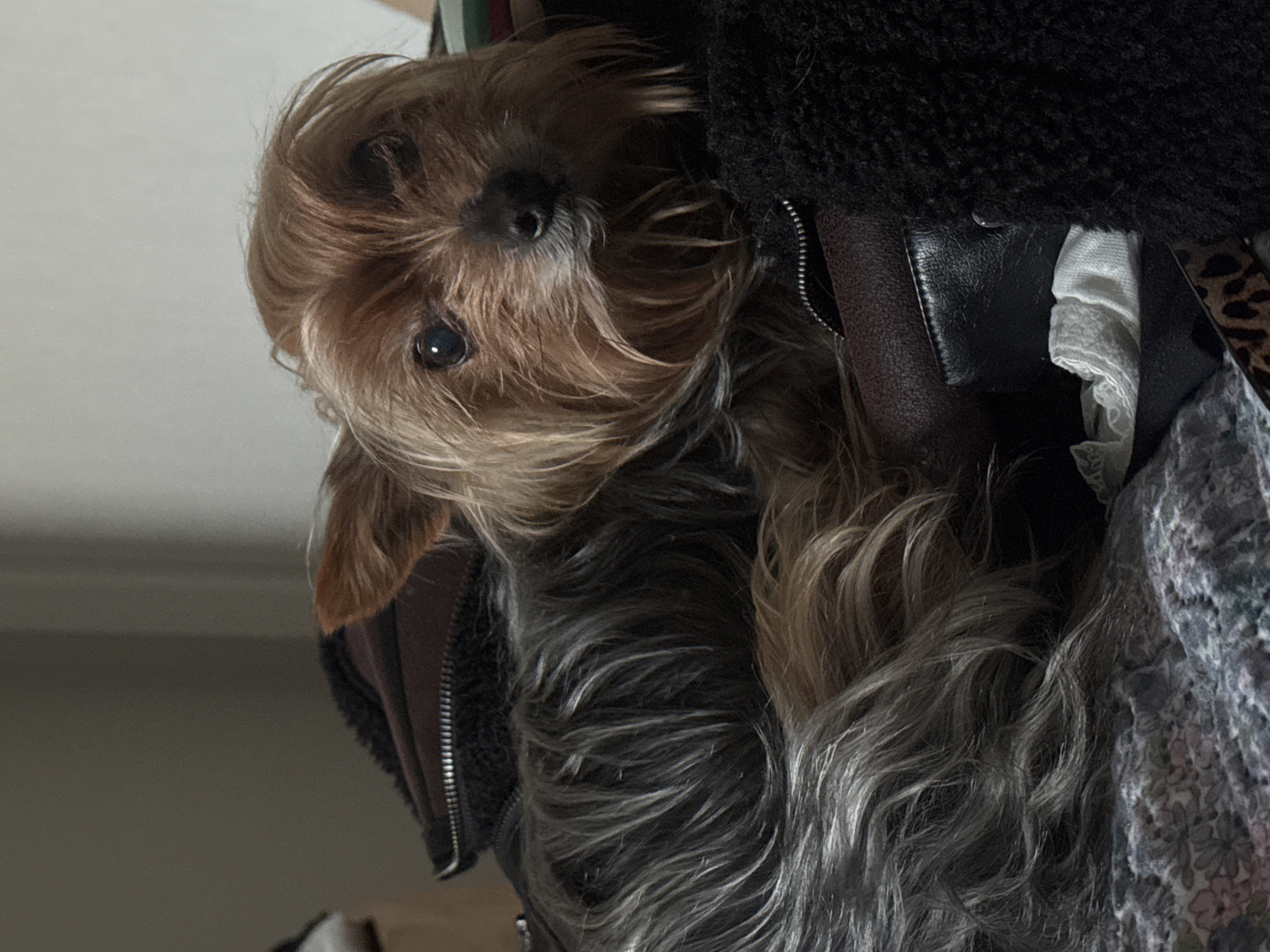 A close-up, slightly rotated image shows a small, long-haired dog looking directly at the viewer. The dog has brown and grey fur. The background is a mix of clothing items in various textures and colors. A black fuzzy fabric is near the top right corner. A brown leather jacket is also visible, along with a grey patterned fabric. There is no indication of Burgas, Bulgaria in this image.