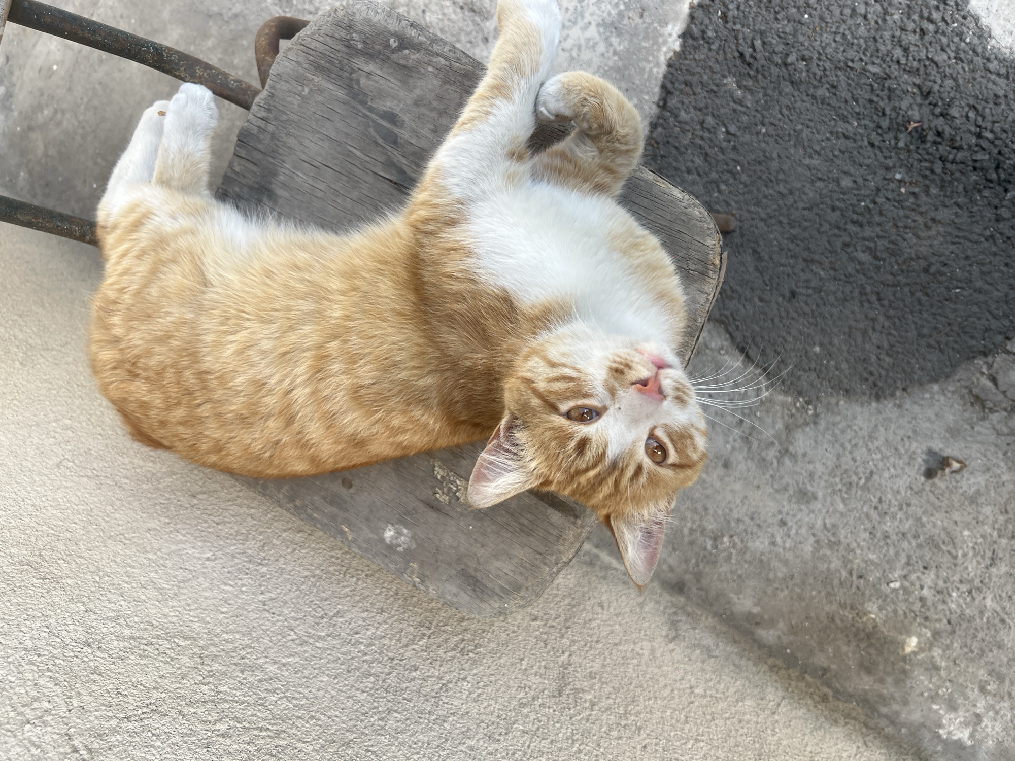 A light orange and white cat is lying on its back on a small, wooden stool. The cat has its paws up in the air and is looking towards the camera. The stool is situated on a concrete surface. A metal frame is visible around the stool. The location is Unknown, Unknown.