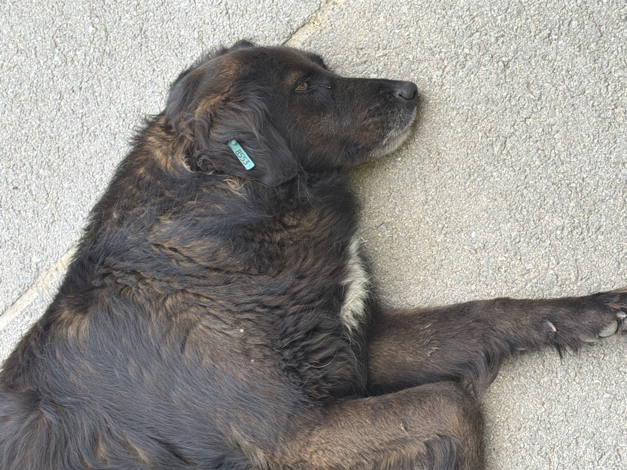 A dark-colored dog with shaggy fur is lying on a textured concrete surface. The dog has a tag attached to its left ear with the number "8558" printed on it in white. The dog's body is positioned diagonally across the frame, with its head resting on the ground. Some white fur is visible around the dog's chest. The concrete surface appears to be a sidewalk or pavement. The image provides a close-up view of the dog and its immediate surroundings.