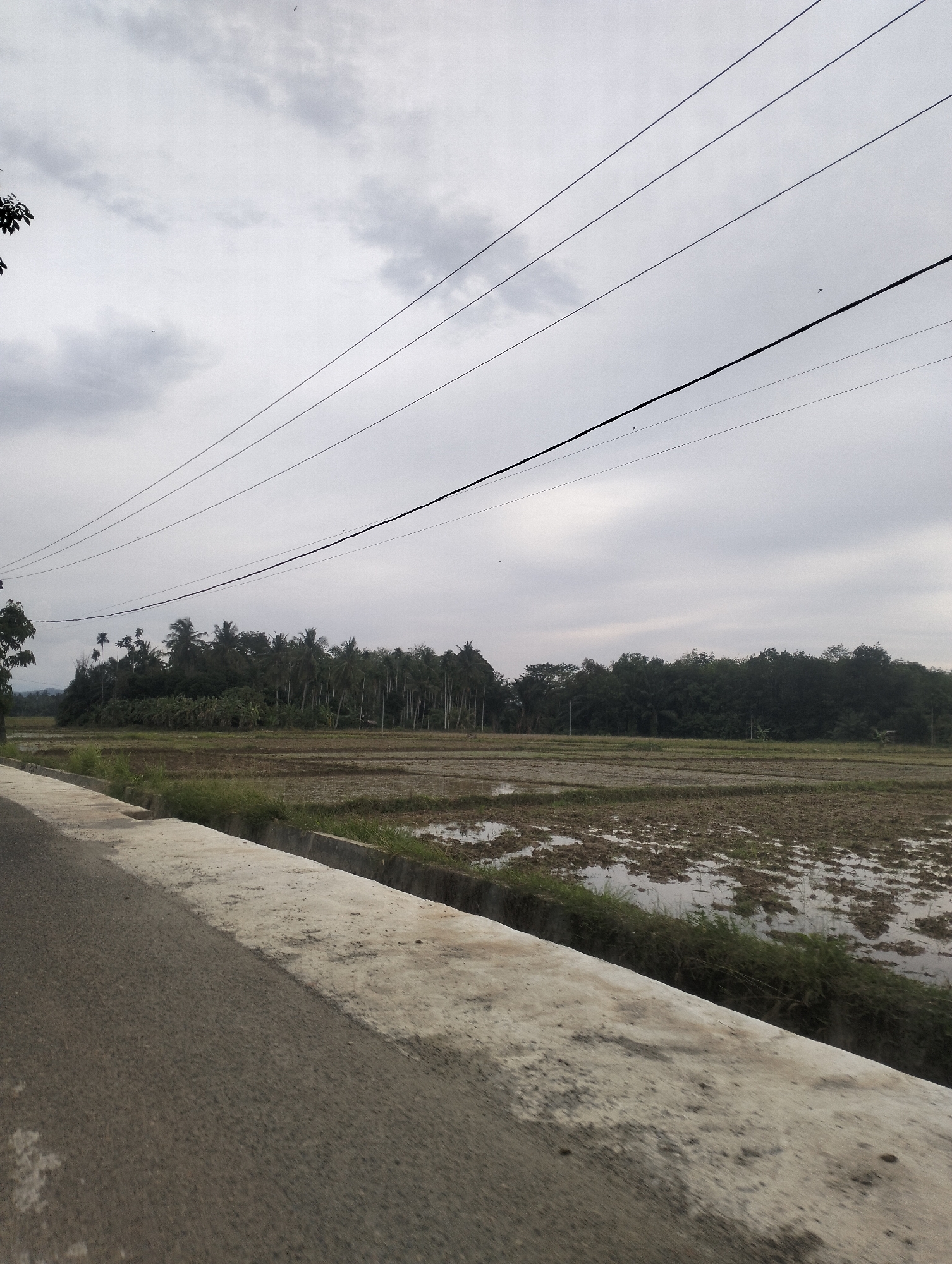 The image depicts a landscape scene in Kebonbaru, Indonesia, under an overcast sky. In the foreground, a paved road runs along the left side of the frame, bordered by a concrete barrier with some grass growing alongside it. Beyond the barrier is a flooded rice paddy field, showing rows of tilled earth with water pooled in between. In the middle ground, a dense line of trees, primarily palm trees, forms a lush green backdrop. Overhead, several power lines stretch across the frame, contributing to the rural or semi-rural atmosphere. The overall impression is one of a cloudy day in an agricultural area.