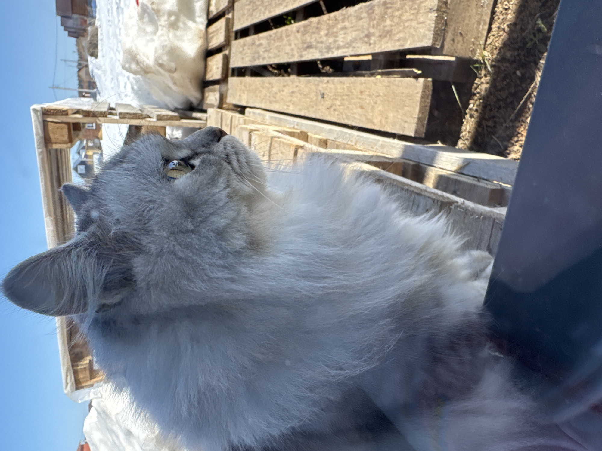 A light-colored, fluffy cat is the primary subject of this image, positioned at an unusual angle as if the photo was taken while looking up at the cat, and then rotated clockwise. The cat's fur is predominantly white and silver-grey, appearing very soft and long-haired, with some darker grey shading visible around its ears and potentially on its back. Its eyes are a striking golden-yellow or amber color, and it is looking intently upwards and slightly to the left from its own perspective. A few individual whiskers are visible around its nose and mouth area.
The background consists of a clear, bright blue sky in the upper portion of the image. Below the sky, several wooden pallets or crates are visible, some stacked and others lying flat, suggesting an outdoor storage or work area. These wooden structures appear weathered and light brown. To the lower right, beyond the wooden pallets, there is a patch of uneven ground composed of dark soil or gravel with scattered green weeds, indicating an unpaved outdoor surface. Further in the distance, partially obscured by the pallets and some white material (which could be snow, plastic sheeting, or a tarp), faint outlines of buildings or structures can be seen under the blue sky.
A dark, solid object, possibly part of a car interior or a dark panel, occupies the right edge and lower-right corner of the image, creating a partial frame for the cat. The overall lighting is very bright, suggesting a sunny day, with strong natural light illuminating the scene and casting some shadows, particularly on the wooden pallets and the ground. No text is visible in the image.