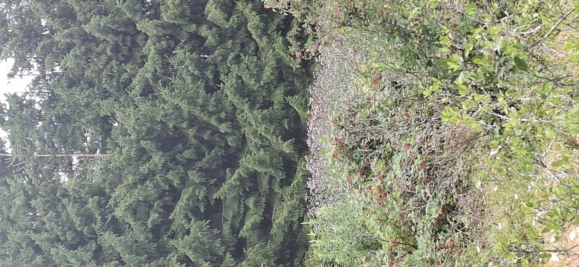 The image depicts a dense forest of evergreen trees, likely spruce, forming a wall of foliage that dominates the upper portion of the frame. The trees are lush and green, with a layered appearance due to their branches. A thin, lighter-colored trunk of a different tree is visible towards the center, piercing through the dense evergreen canopy.
Below the forest canopy, the scene transitions to a more diverse undergrowth. There are patches of low-lying plants with small, delicate flowers, appearing in shades of pink and white. Interspersed with these are bushes with reddish berries and green leaves. The ground is covered with a mix of greenery, branches, and some areas of exposed soil or dry grass.
The overall impression is of a natural, wooded environment, potentially on the outskirts of a rural area or within a larger park. Given the prompt's mention of Orimattila, Finland, this scene is likely representative of the Finnish landscape, characterized by extensive forests and natural vegetation. There are no people or animals visible in the image, and no specific actions or interactions are depicted. The environment appears calm and undisturbed.
