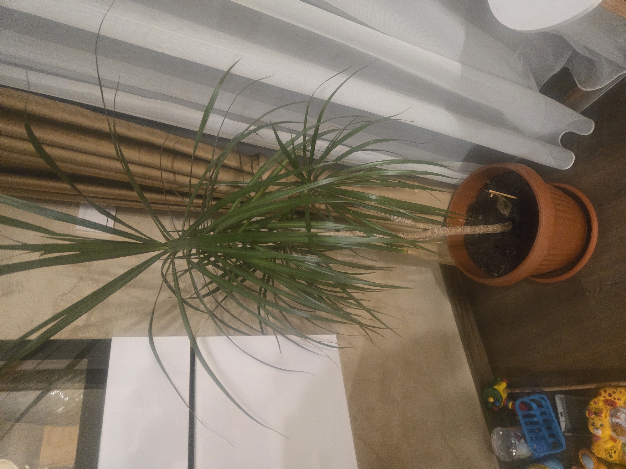 The image shows a potted Dracaena plant placed indoors. The pot, made of terracotta, contains soil and a few small, dry twigs. The plant's leaves are long, slender, and green, radiating from its stem. The plant sits on a surface next to a white table. A curtain or blind is visible in the background. On the floor next to the plant, there are several toys, indicating the presence of children. The location is Unknown, Unknown.